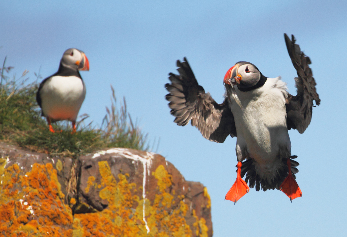 Papegaaiduiker landend