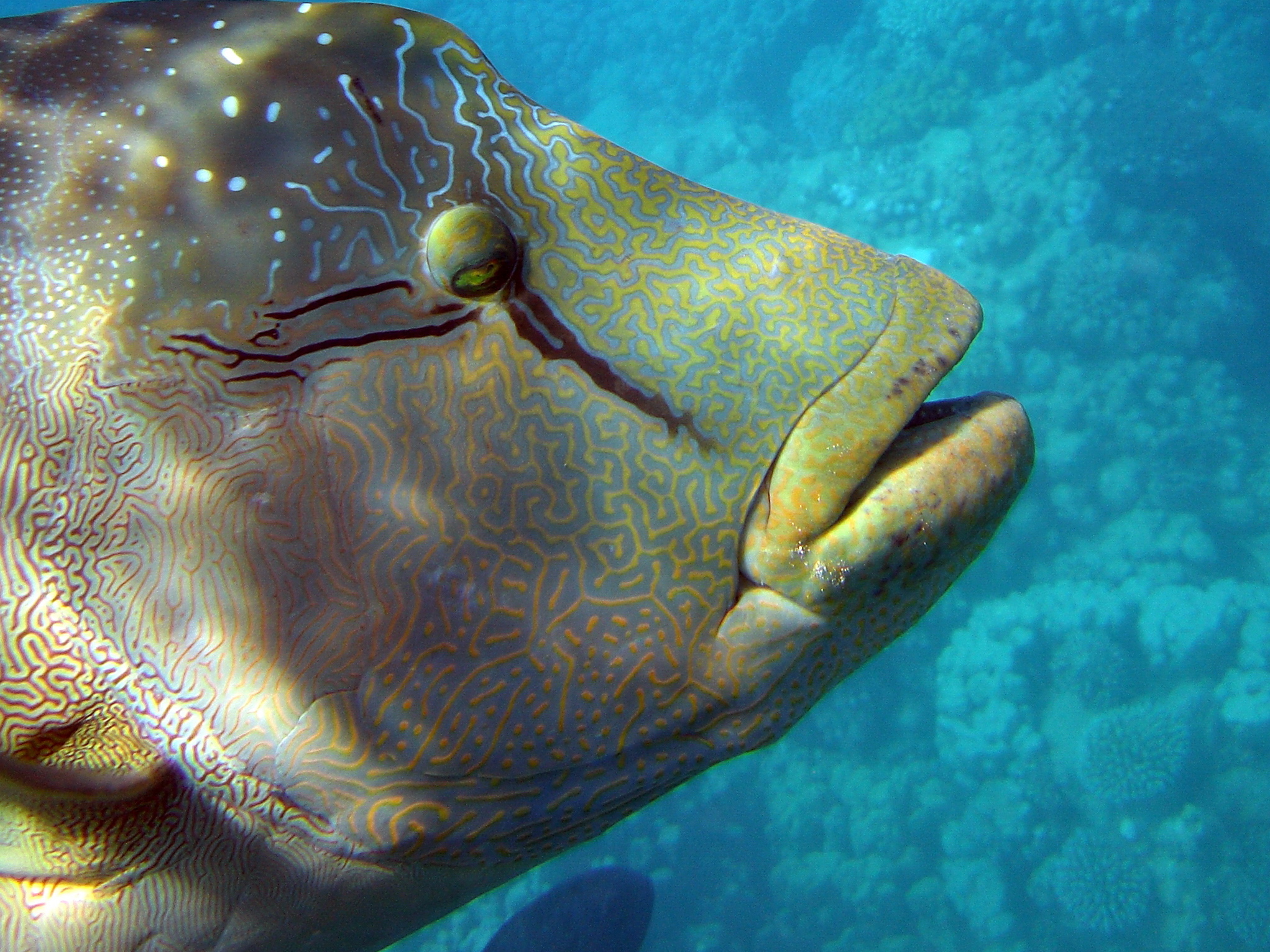 Portrait of Napoleon wrasse