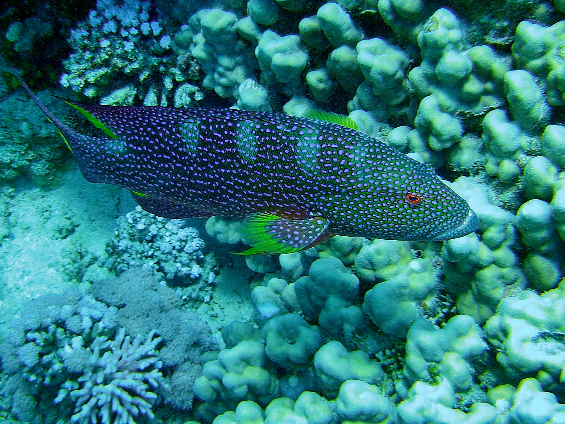 Spotted grouper