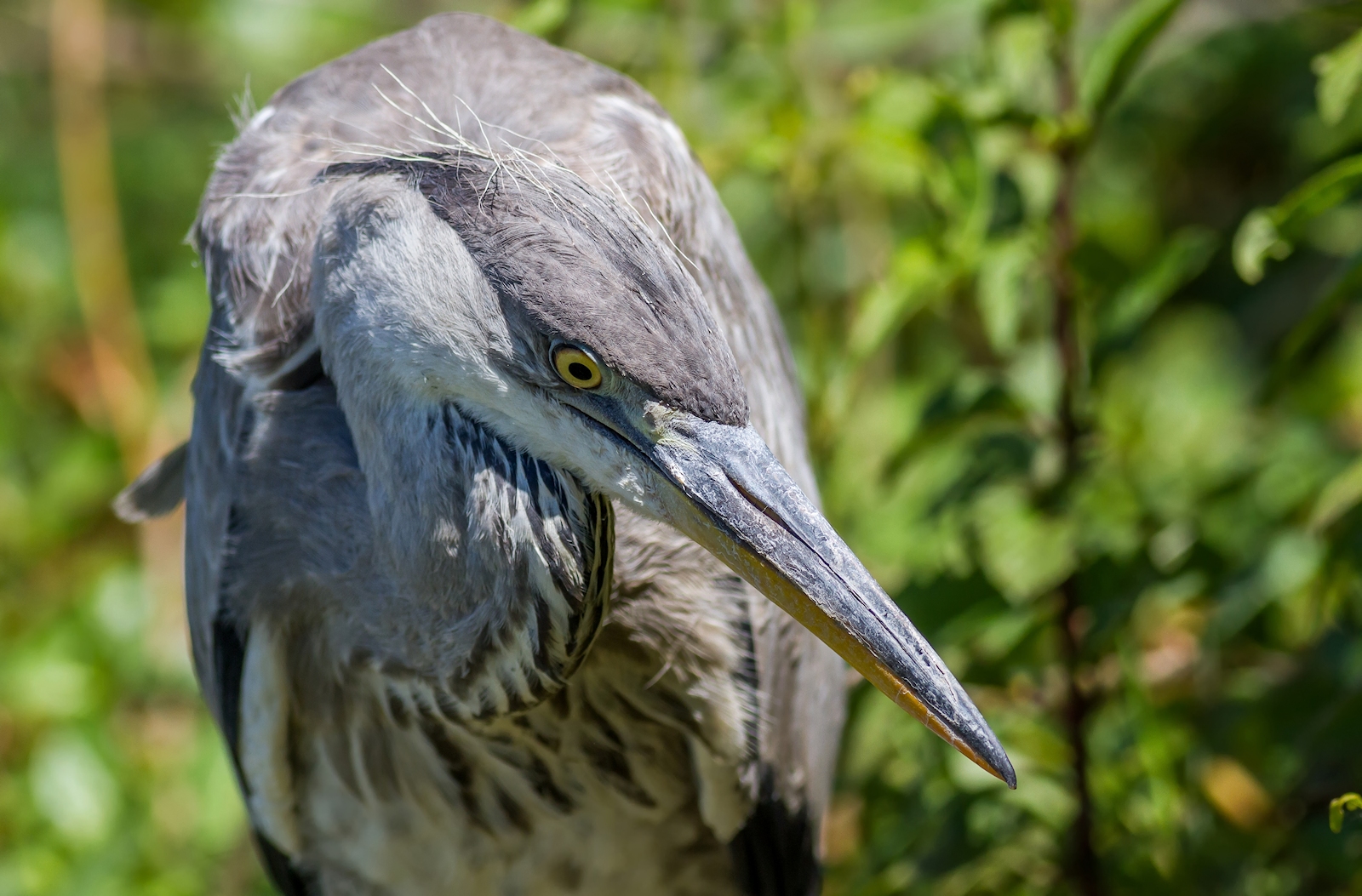 Portrait of Heron