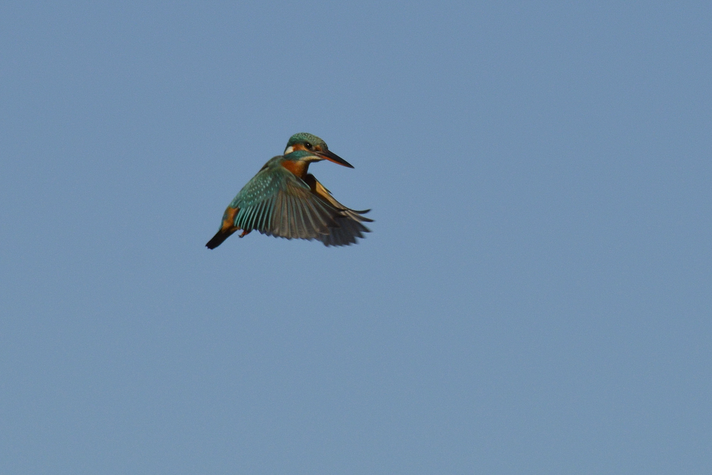 Kingfisher