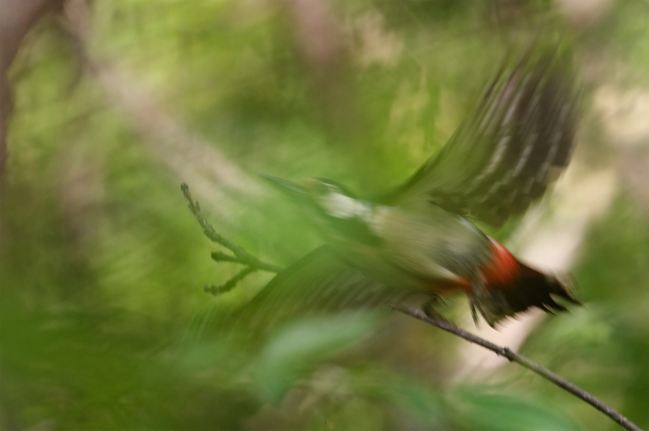 speed in the shadows of the forest