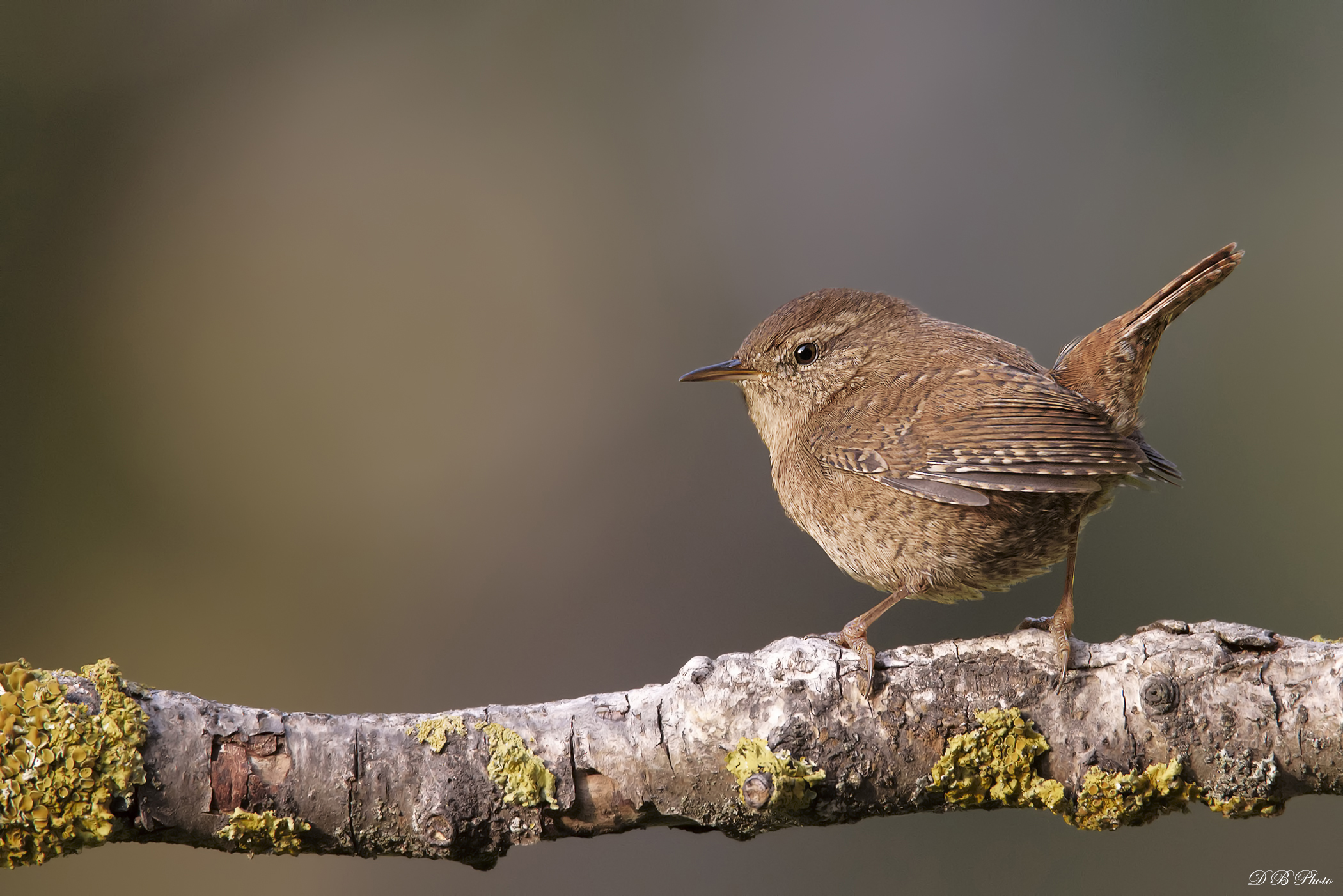 Wren - Troglodytes troglodytes