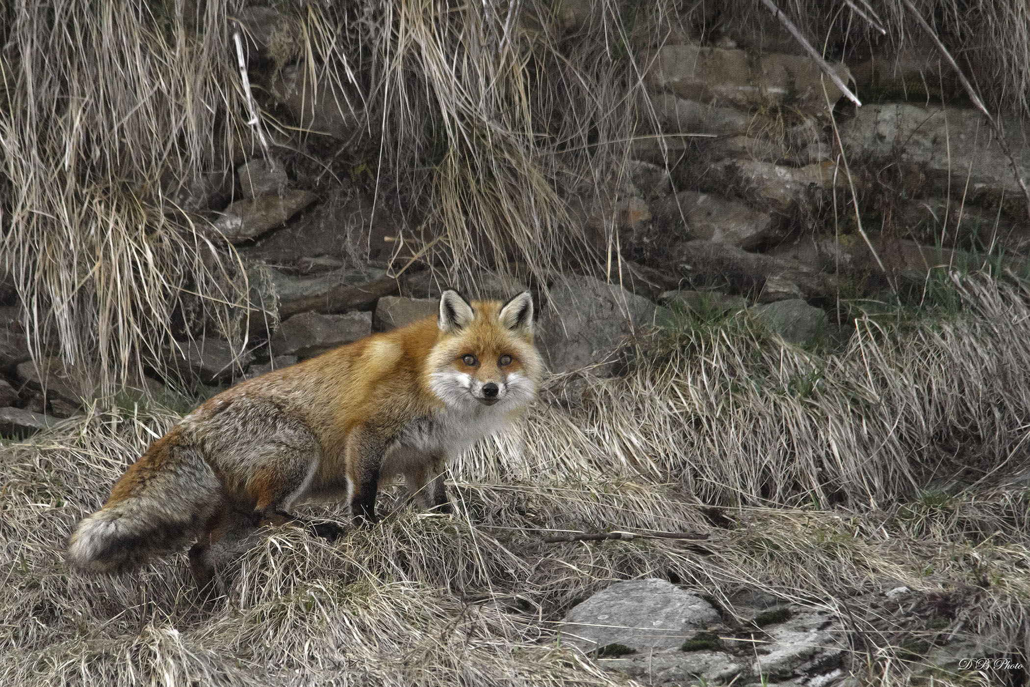 Fox - Vulpes vulpes.