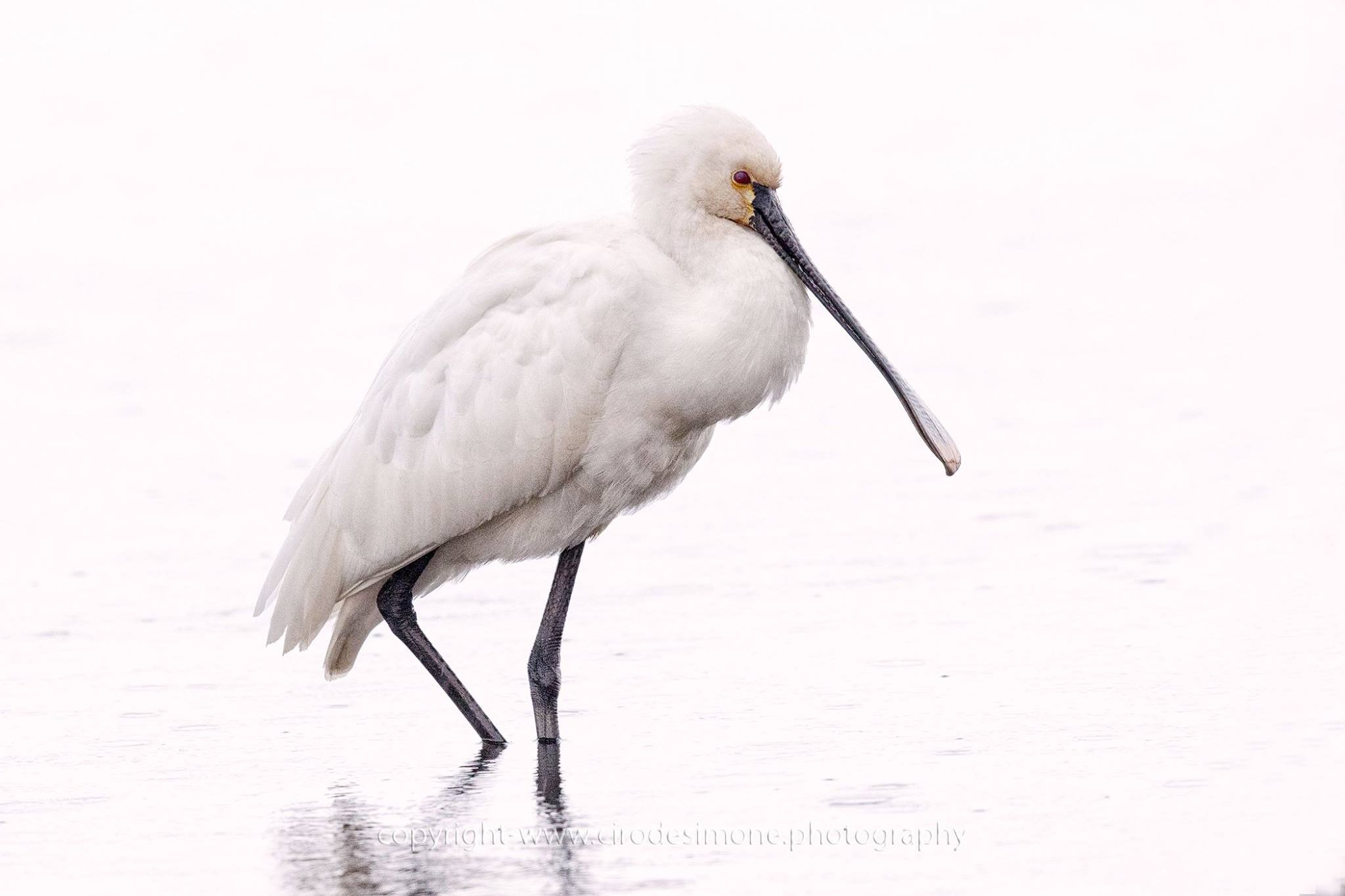 Giornata uggiosa in palude