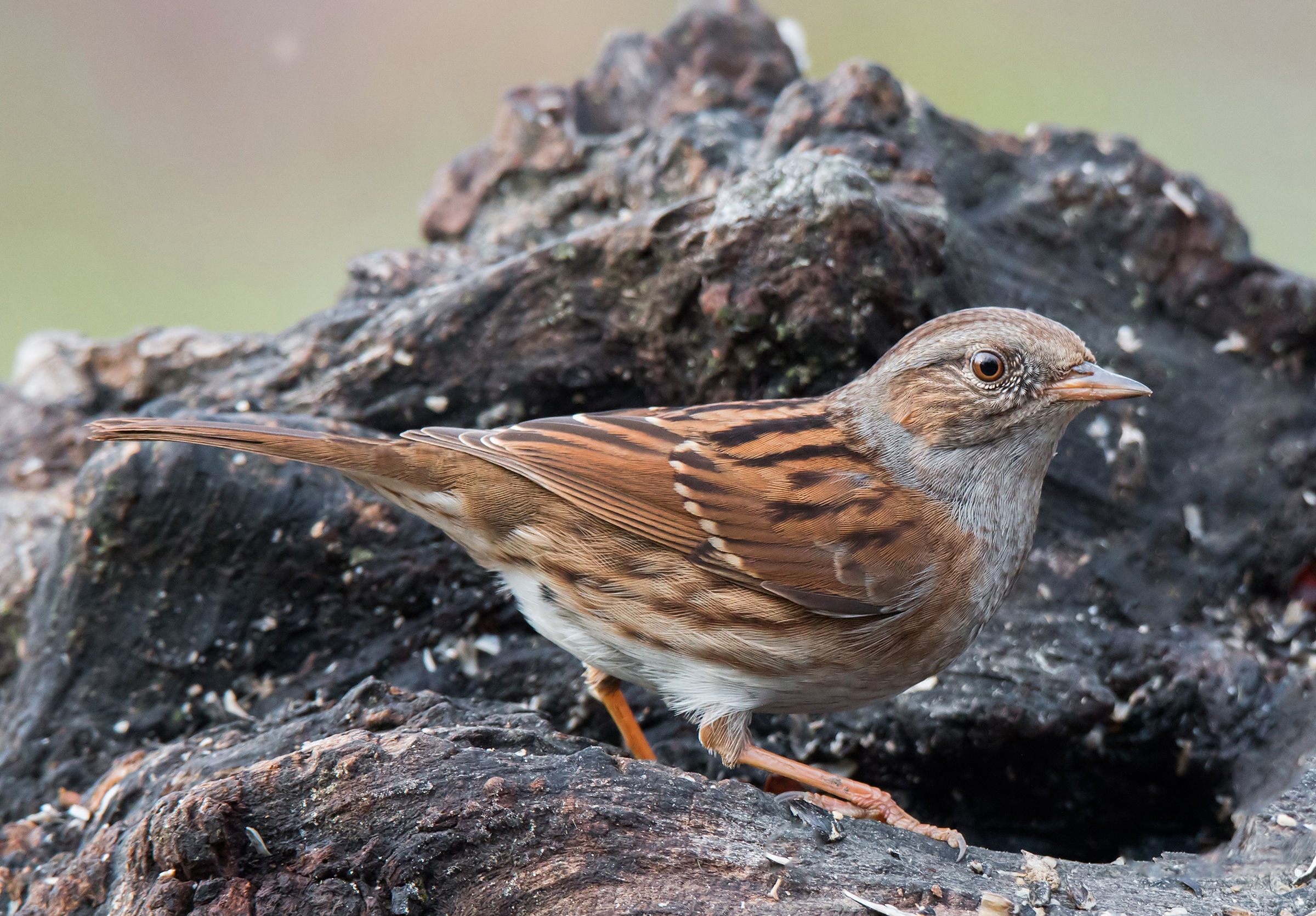 Dunnock