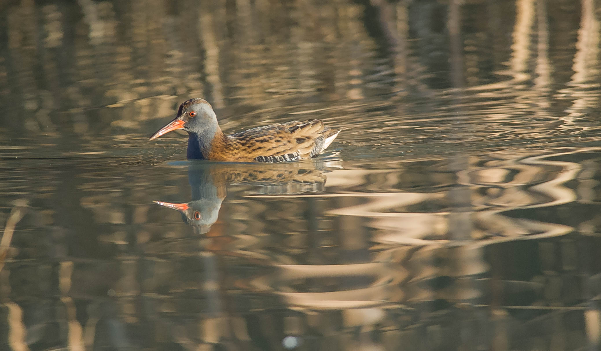 purzàna (porciglione)