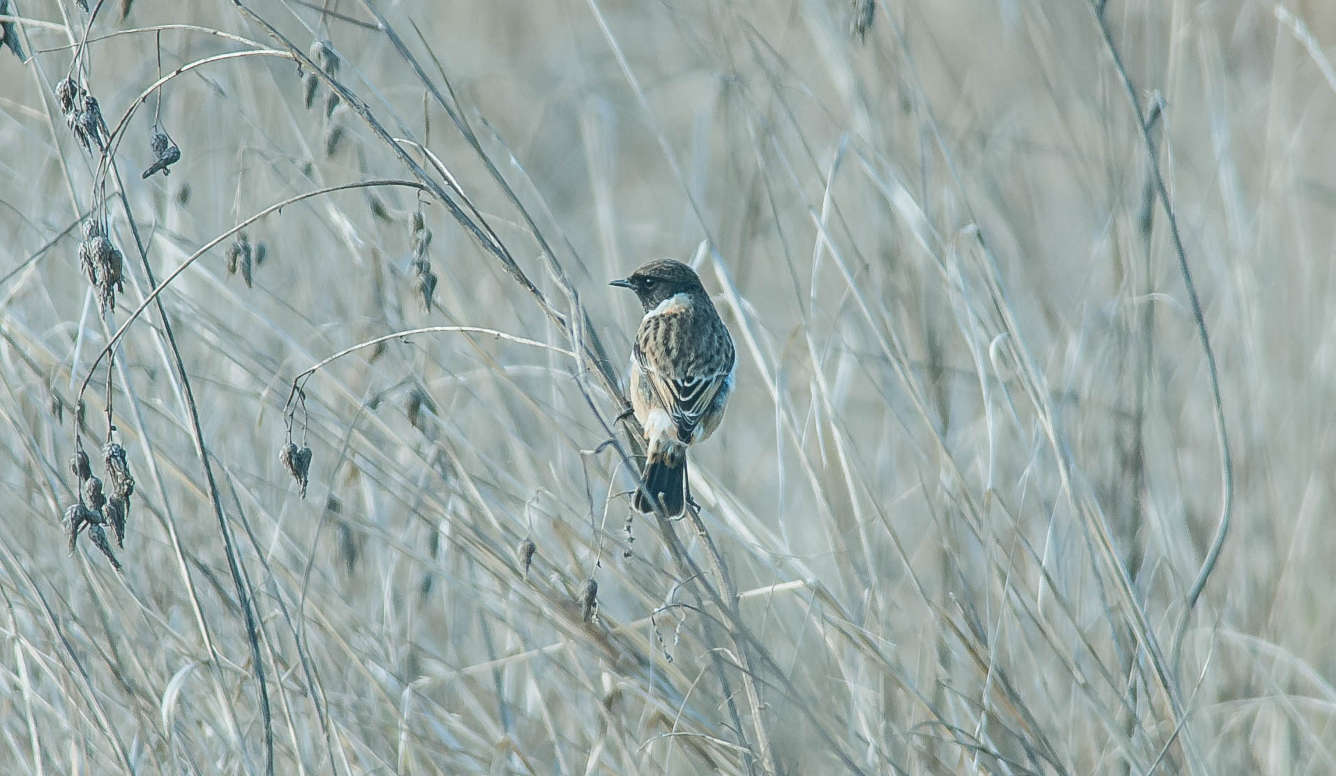 saltinvèta  (saltinpalo)