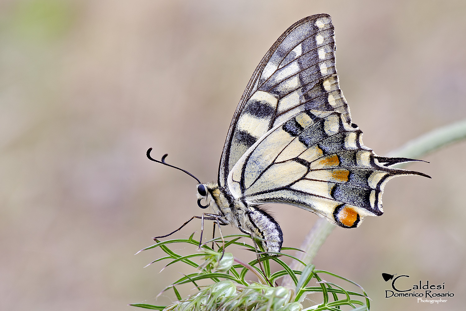 Old Swallowtail of Daucus carota