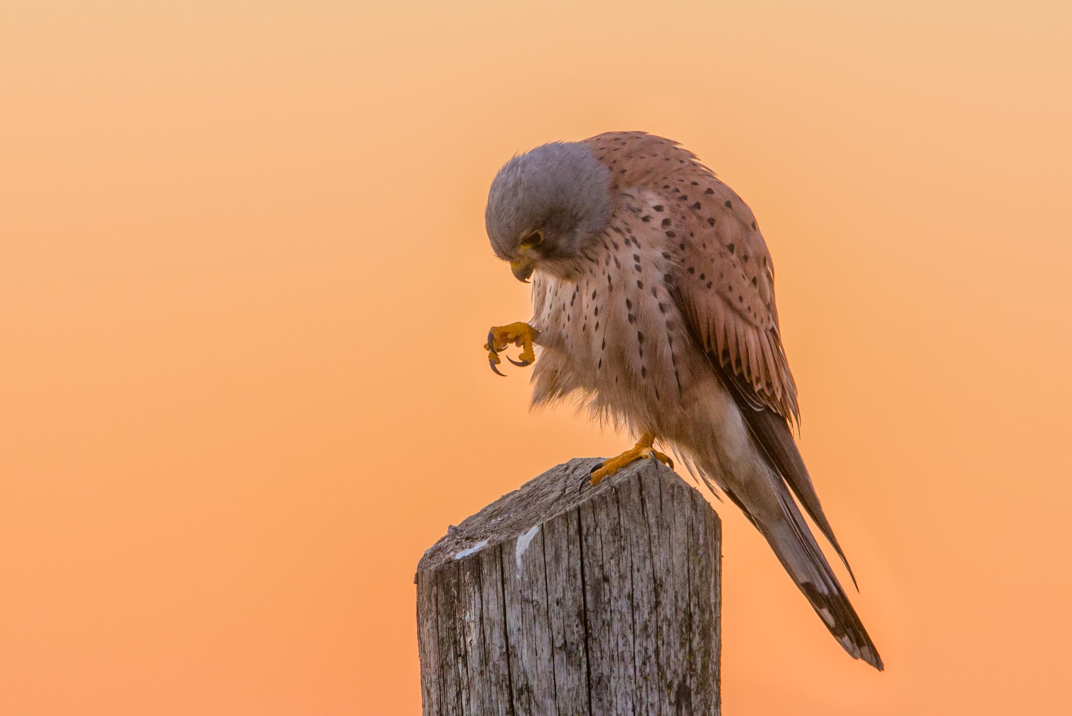 Kestrel