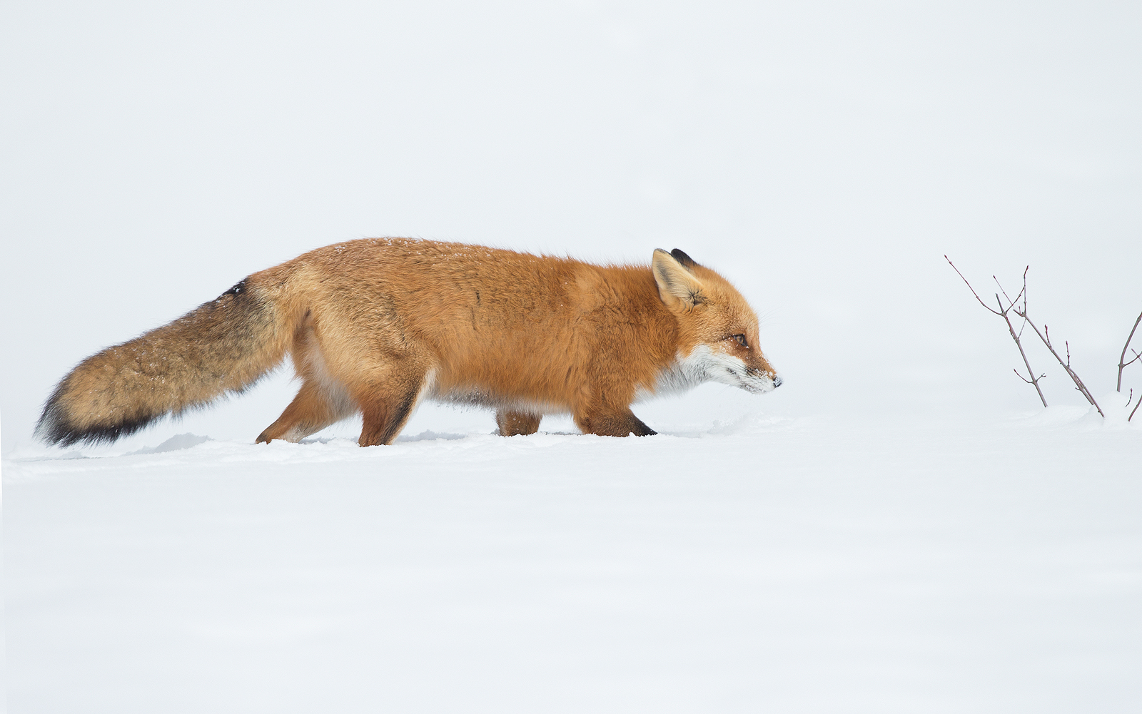 Red Fox, luce coperto, Algonquin Park, Ontario. Canada
