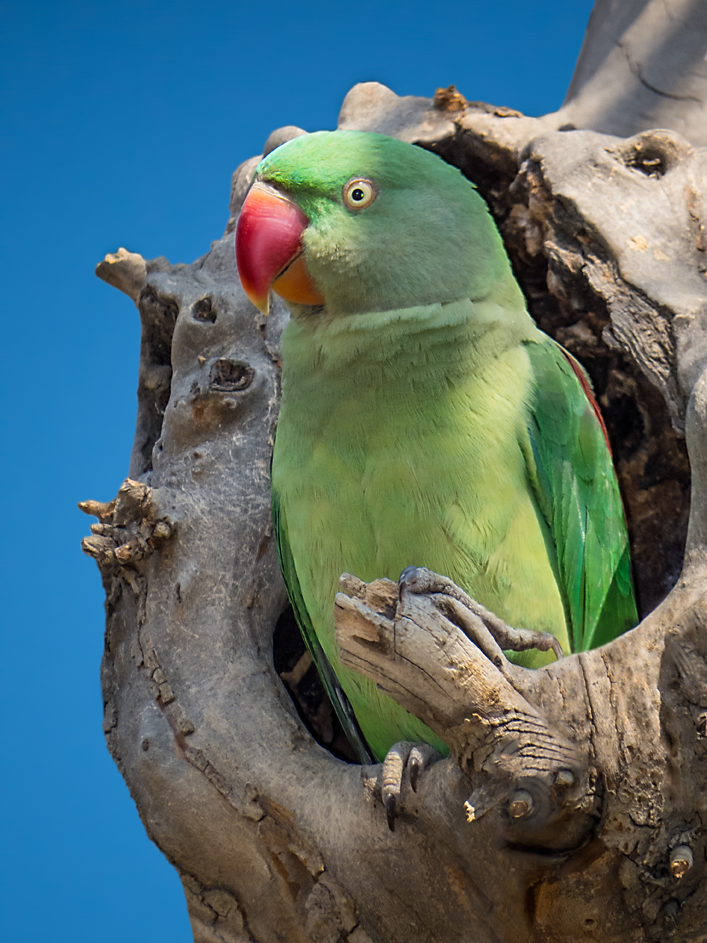 Alexandrine Parakeet - Female