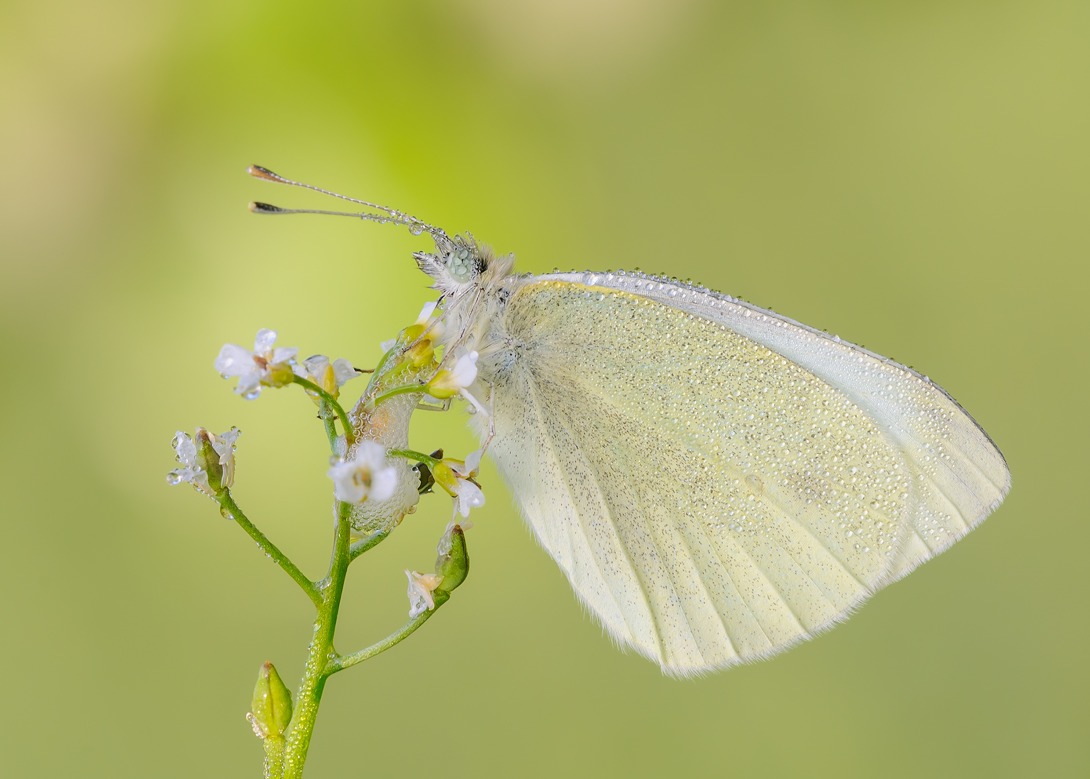 Pieris