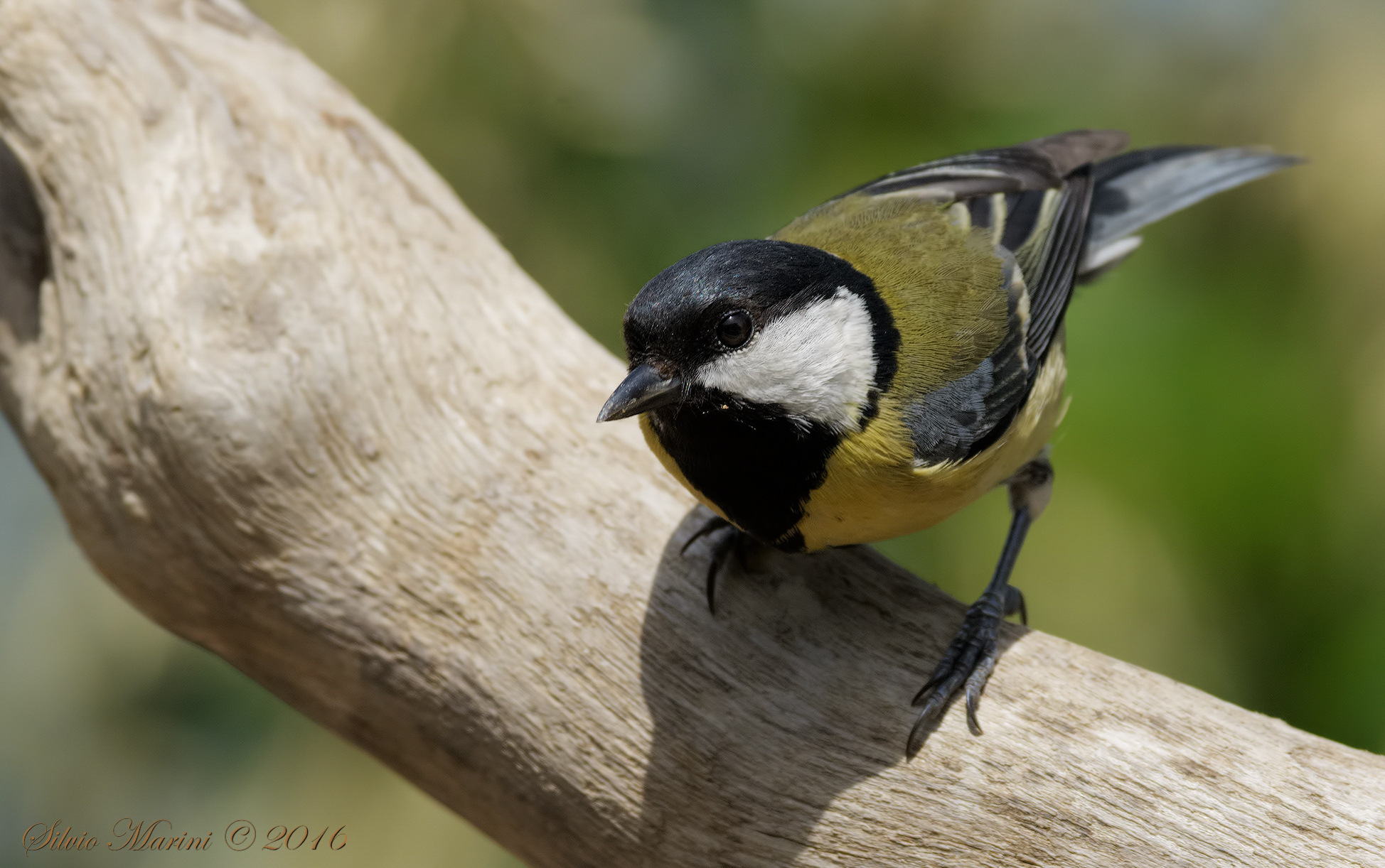 Great Tit (Parus maior)