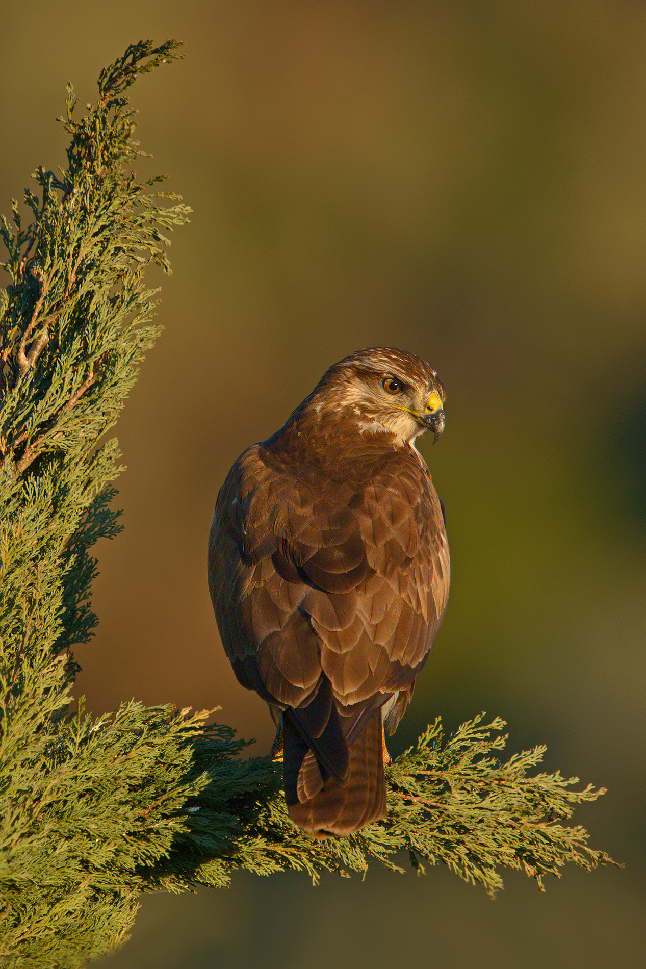 buzzard
