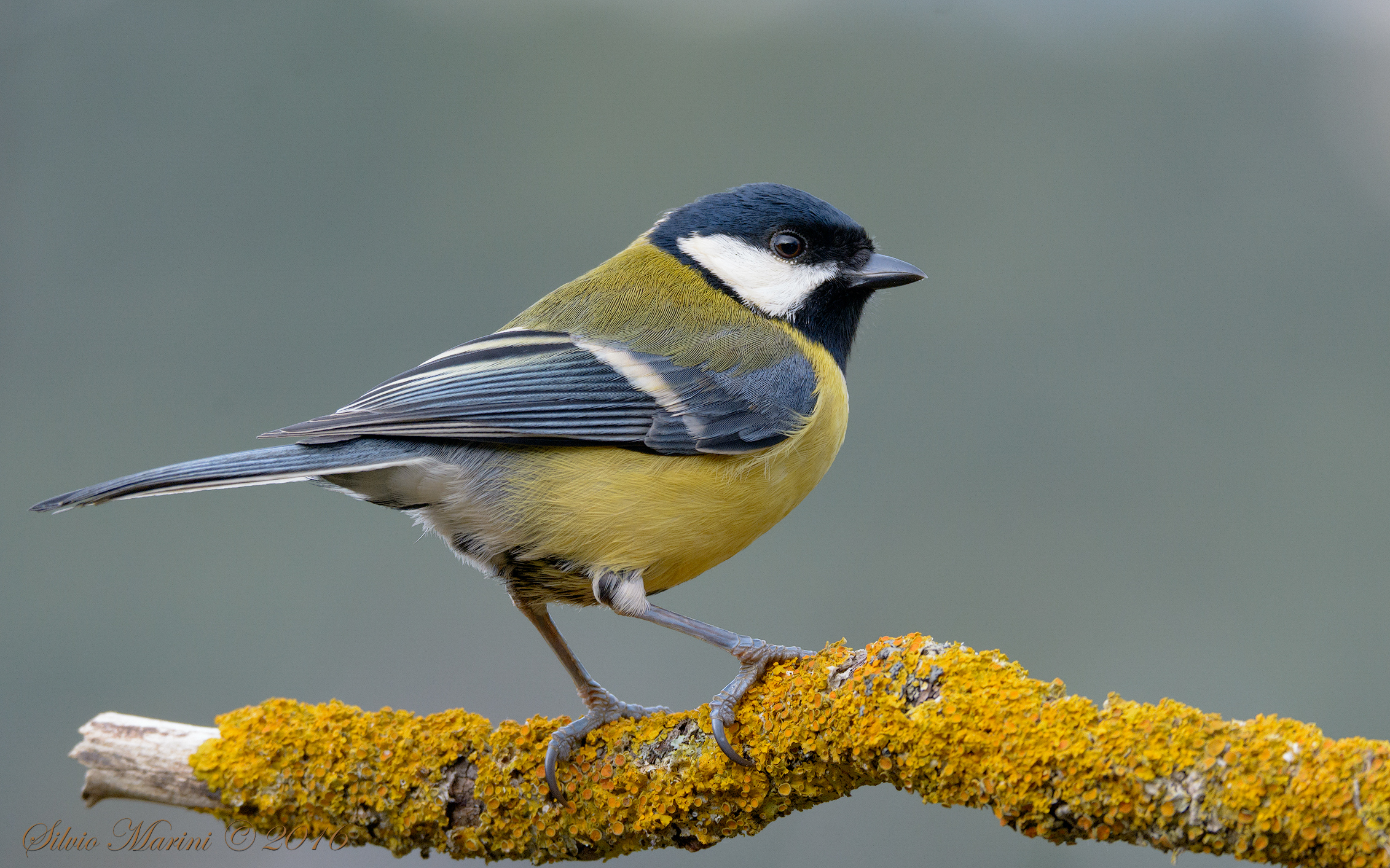 Great Tit (Parus major)