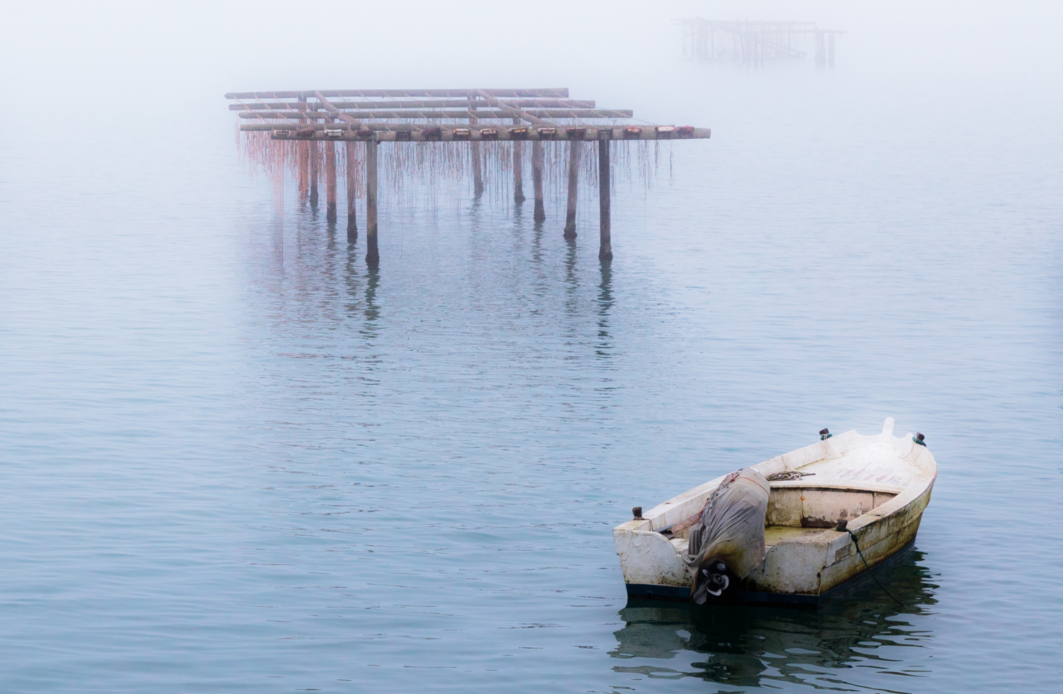 Sacca degli Scardovari