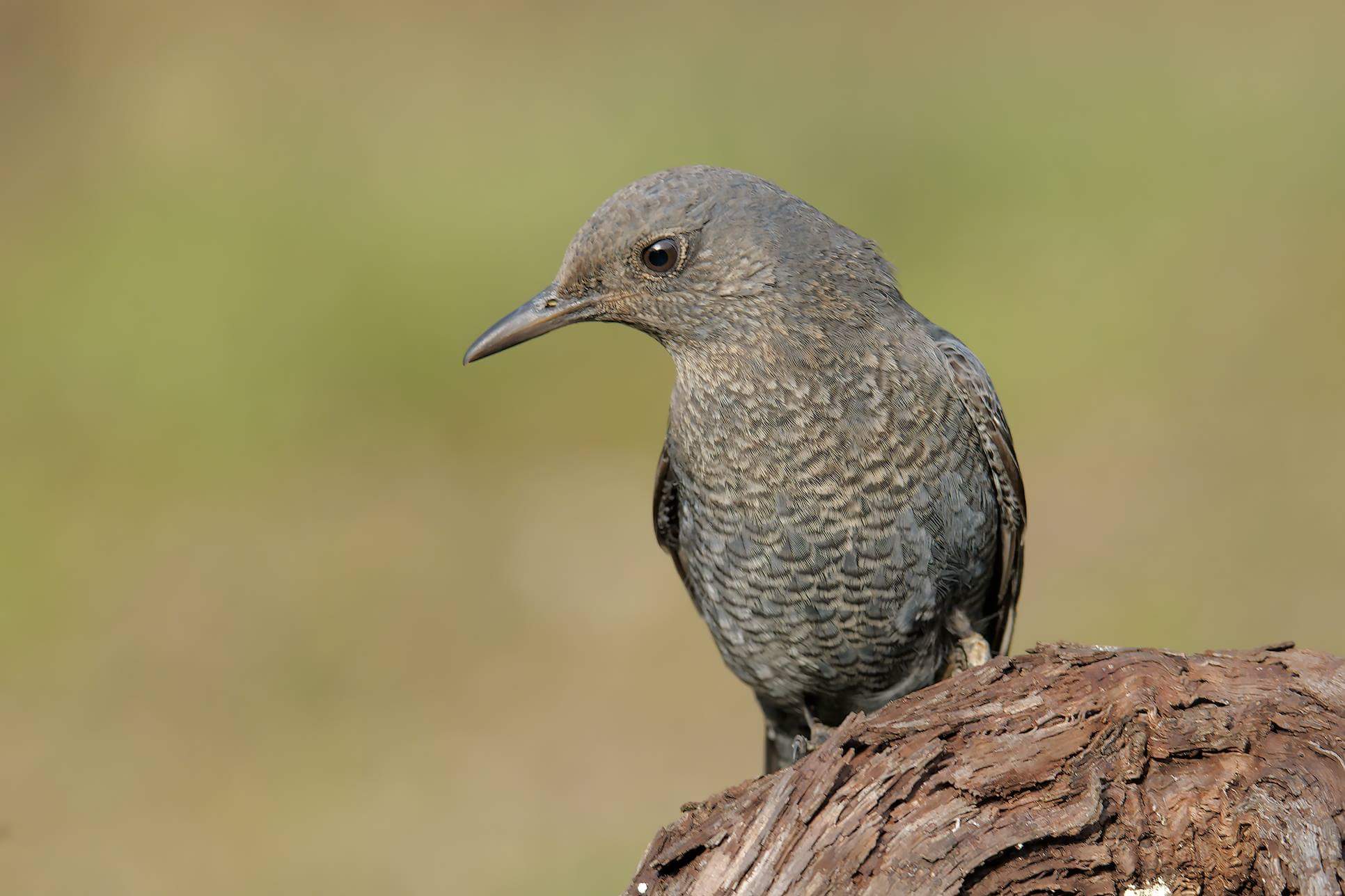 Monticola solitarius