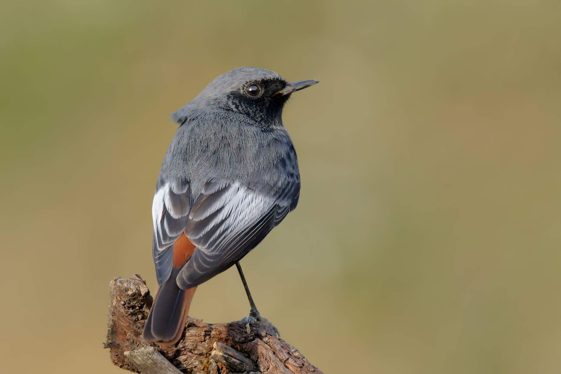 Black redstart