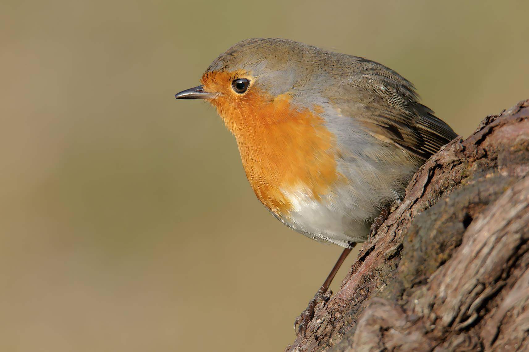 Robin