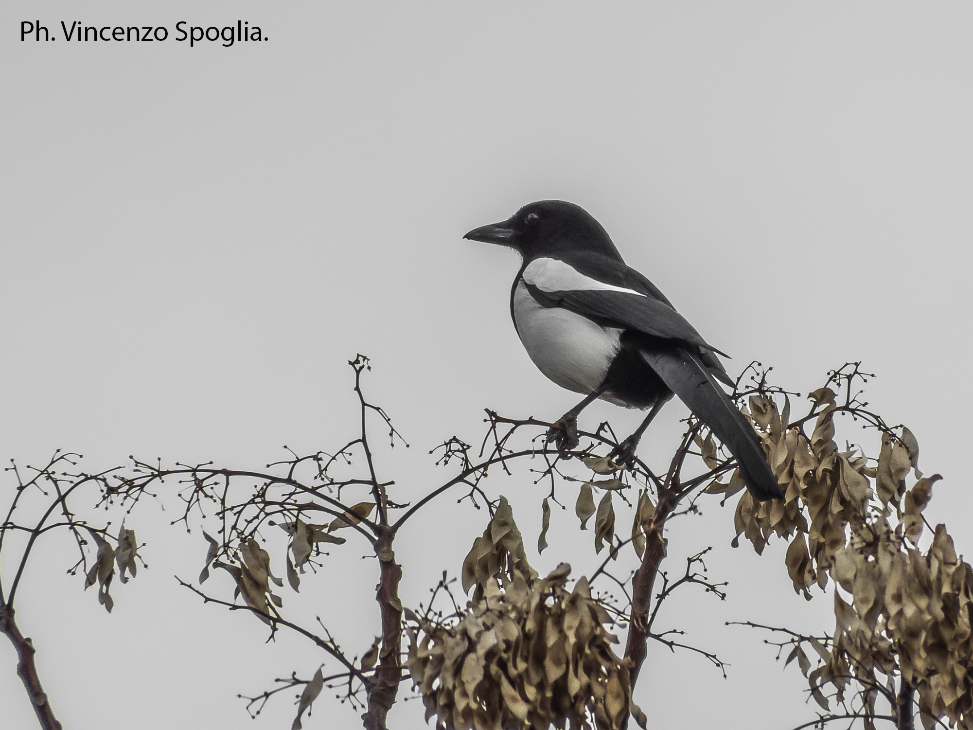 Magpie