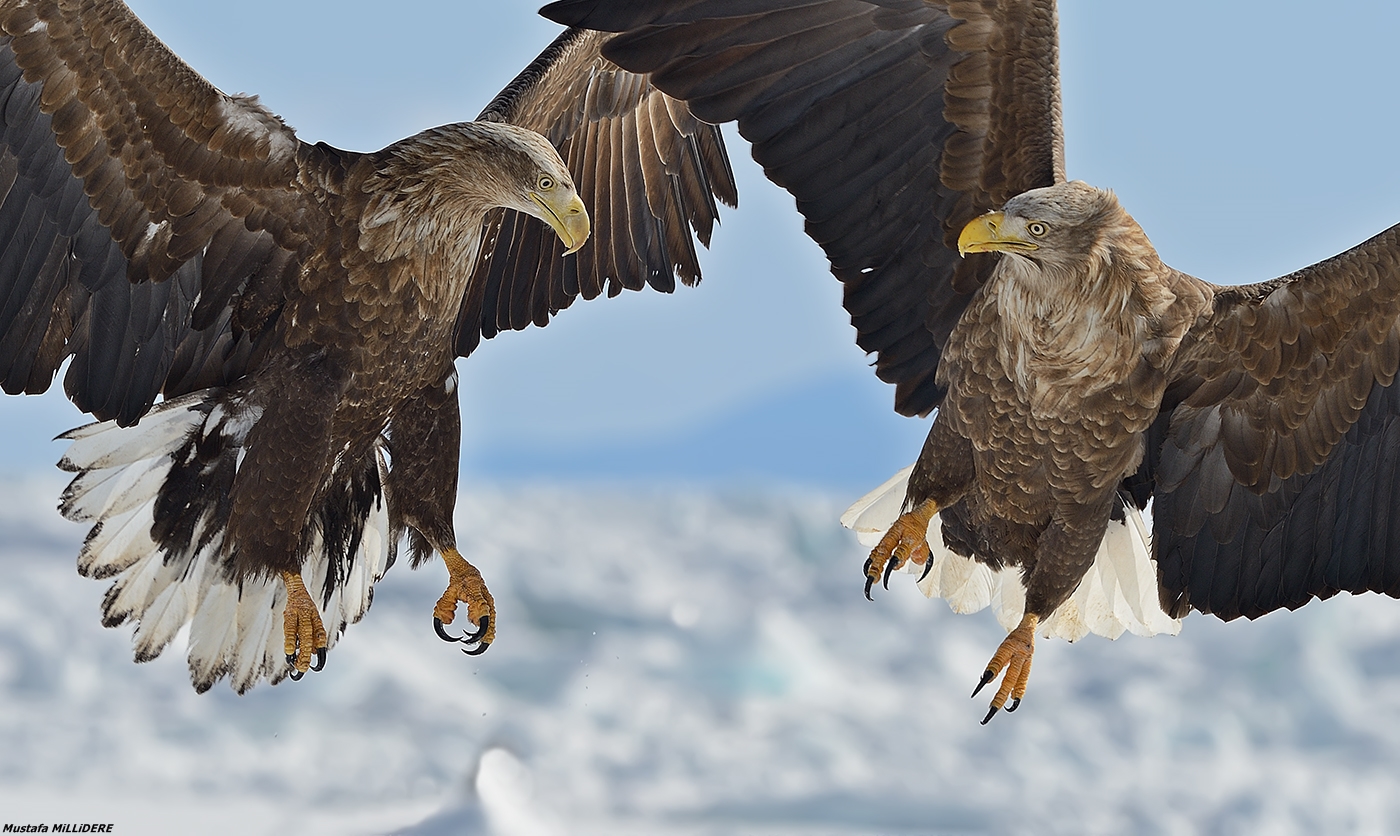 Dalla coda bianca Sea Eagles ...