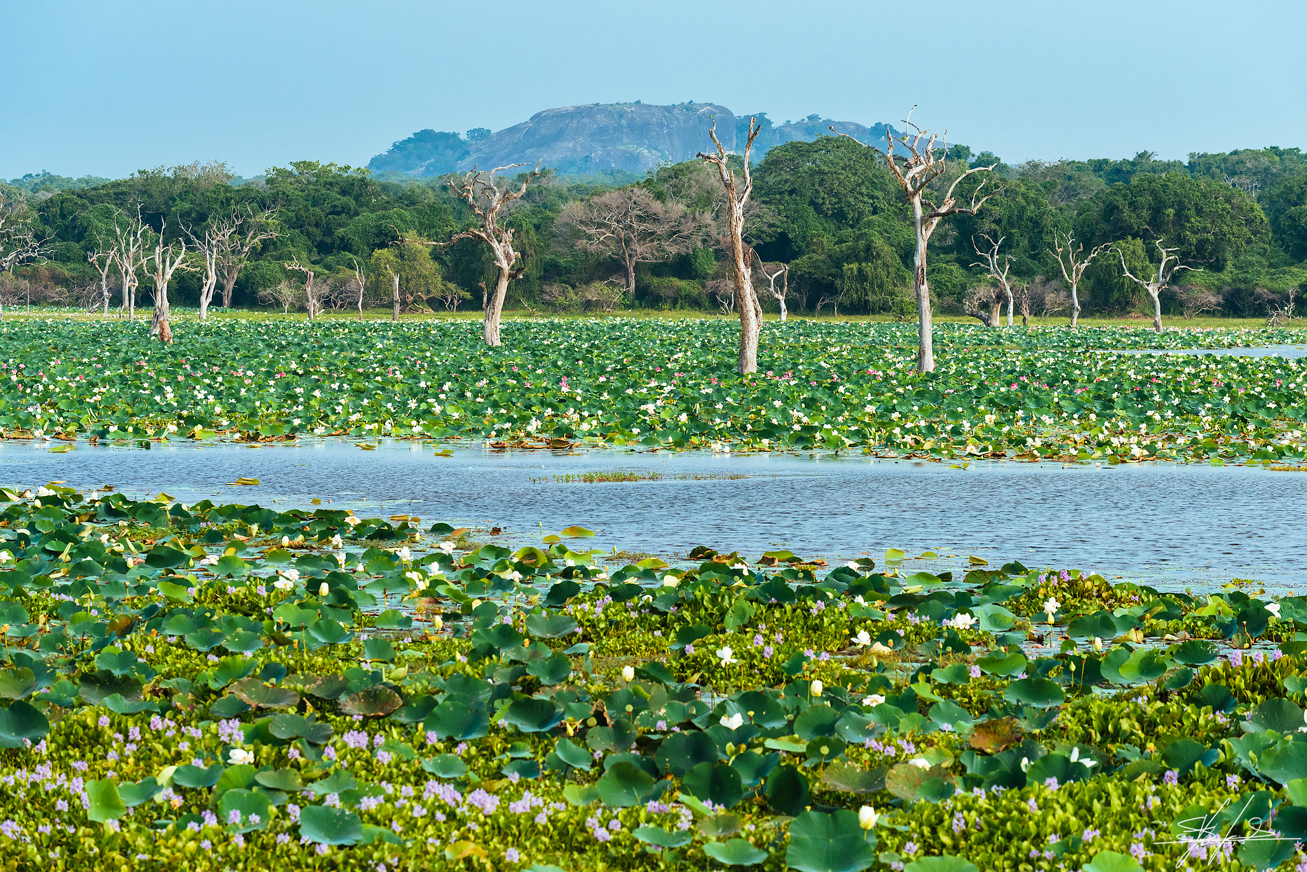 Yala National Park