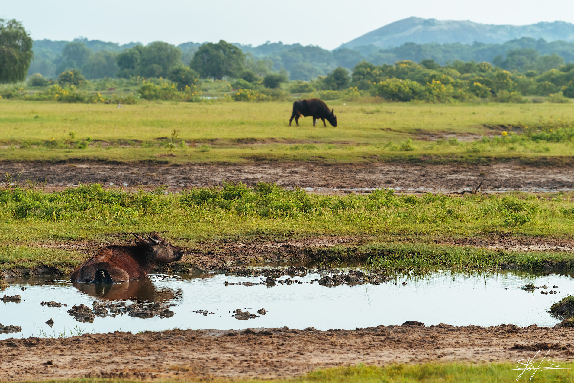 Yala National Park