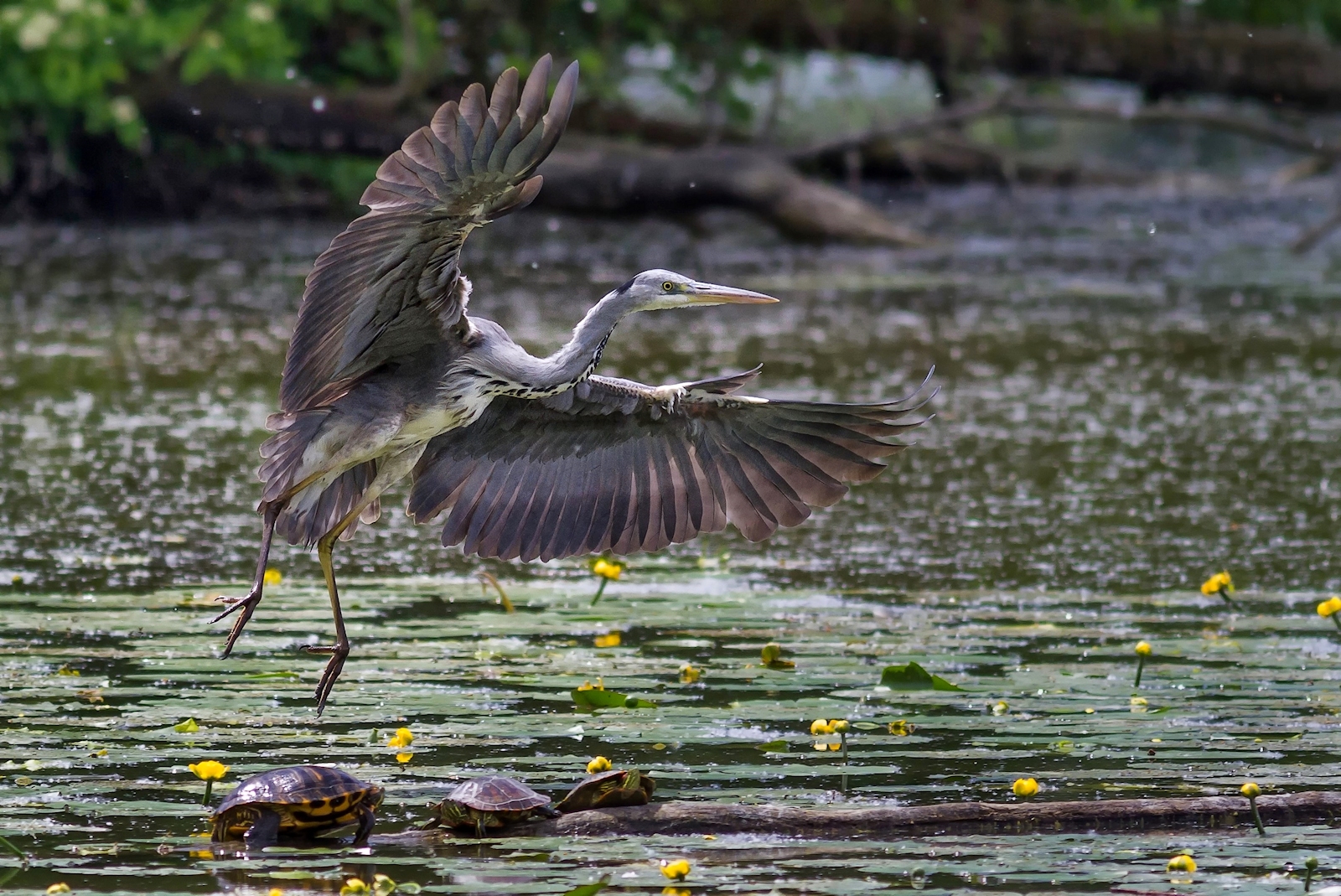 the herons and turtles