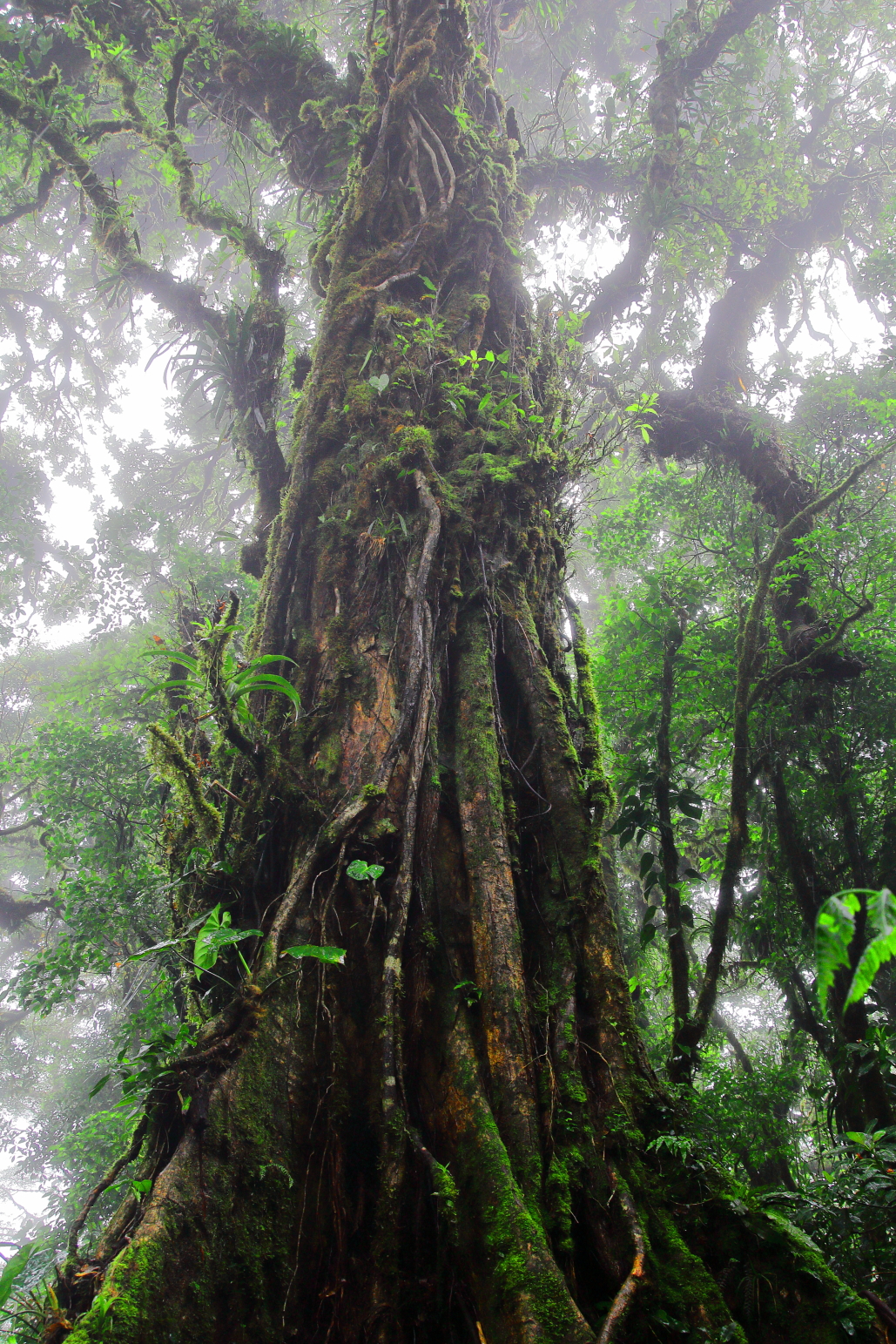 The big one - Monteverde Rainforest - Costa Rica
