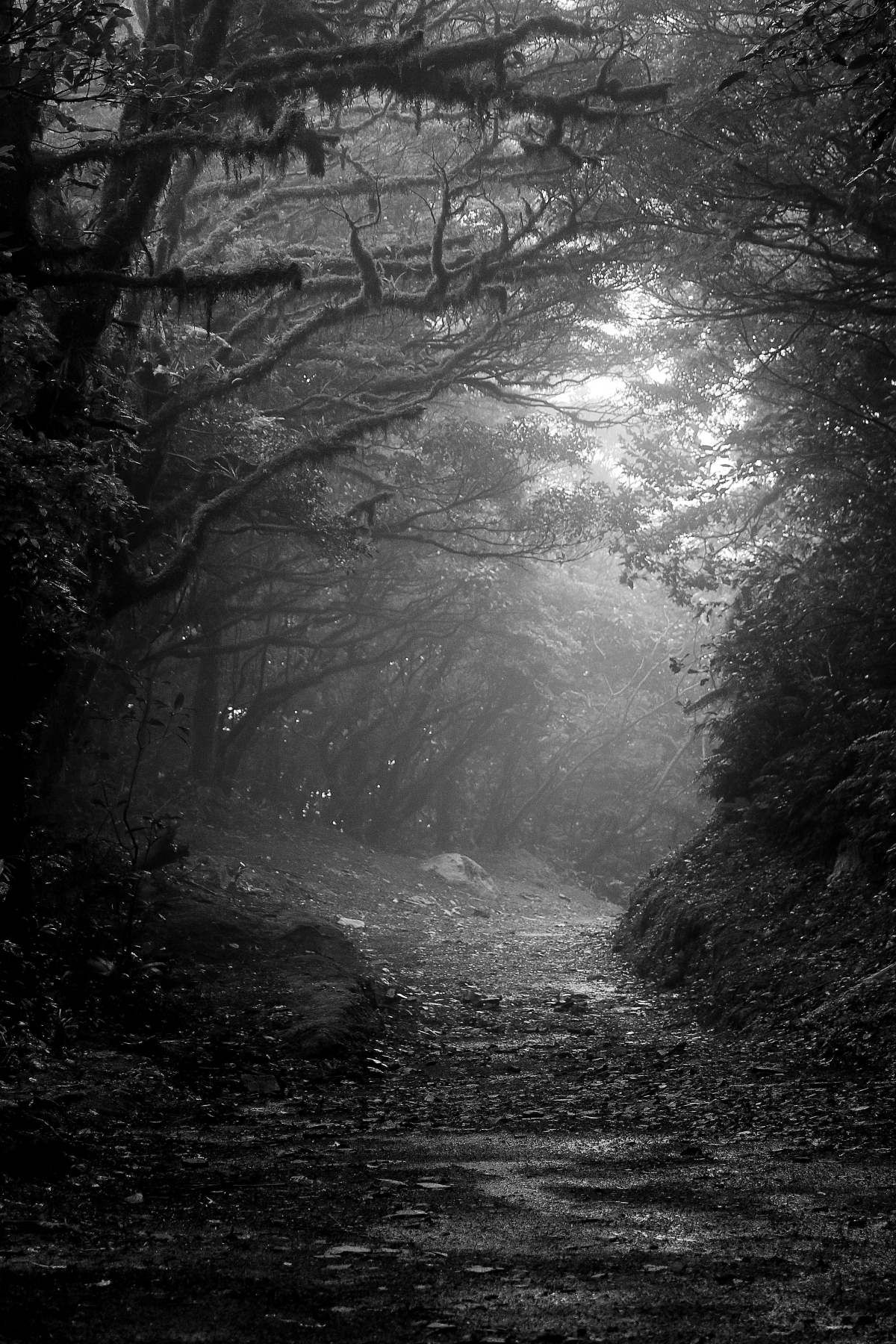 Sentiero - Monteverde Rainforest - Costa Rica