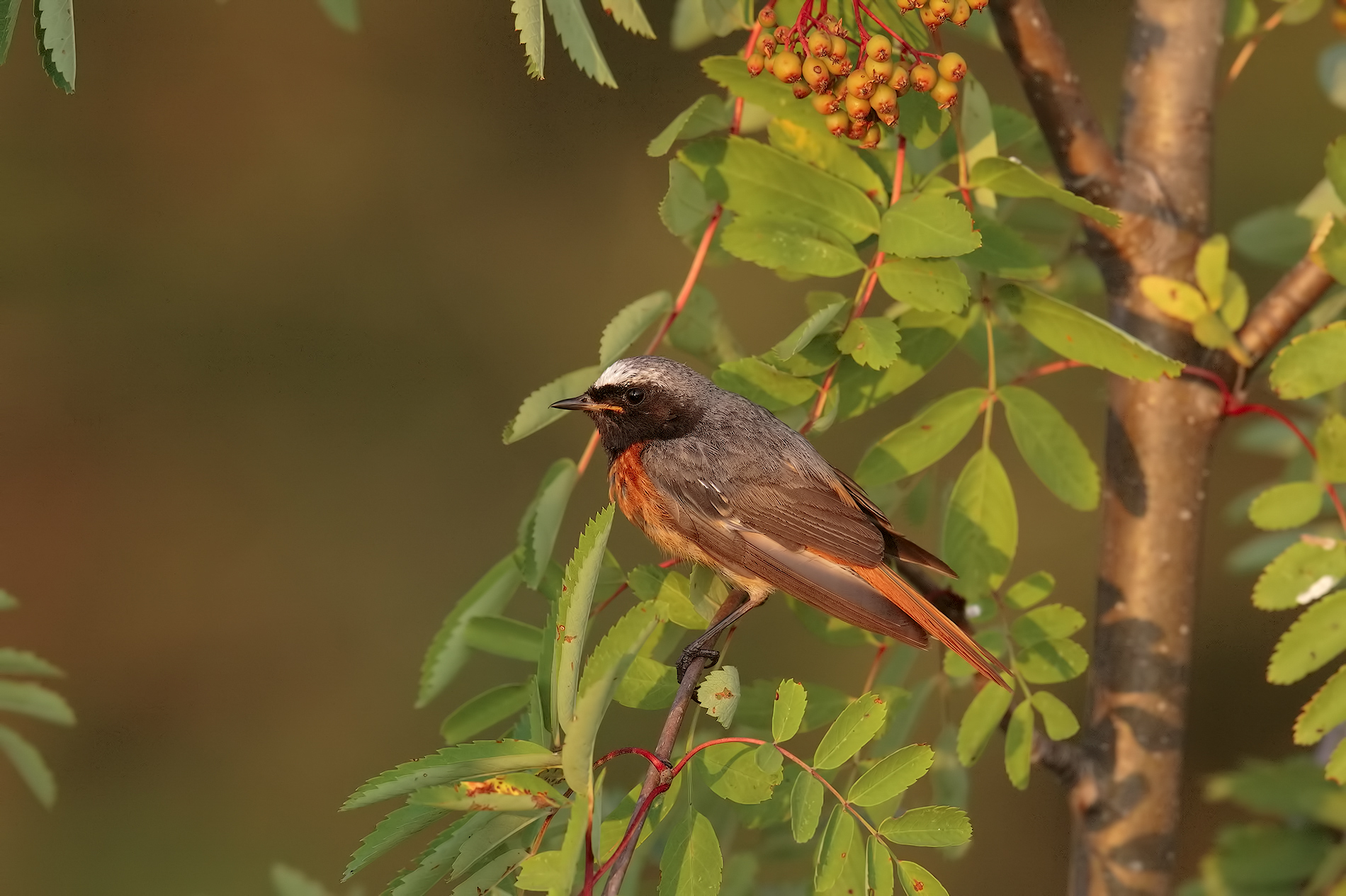 Redstart