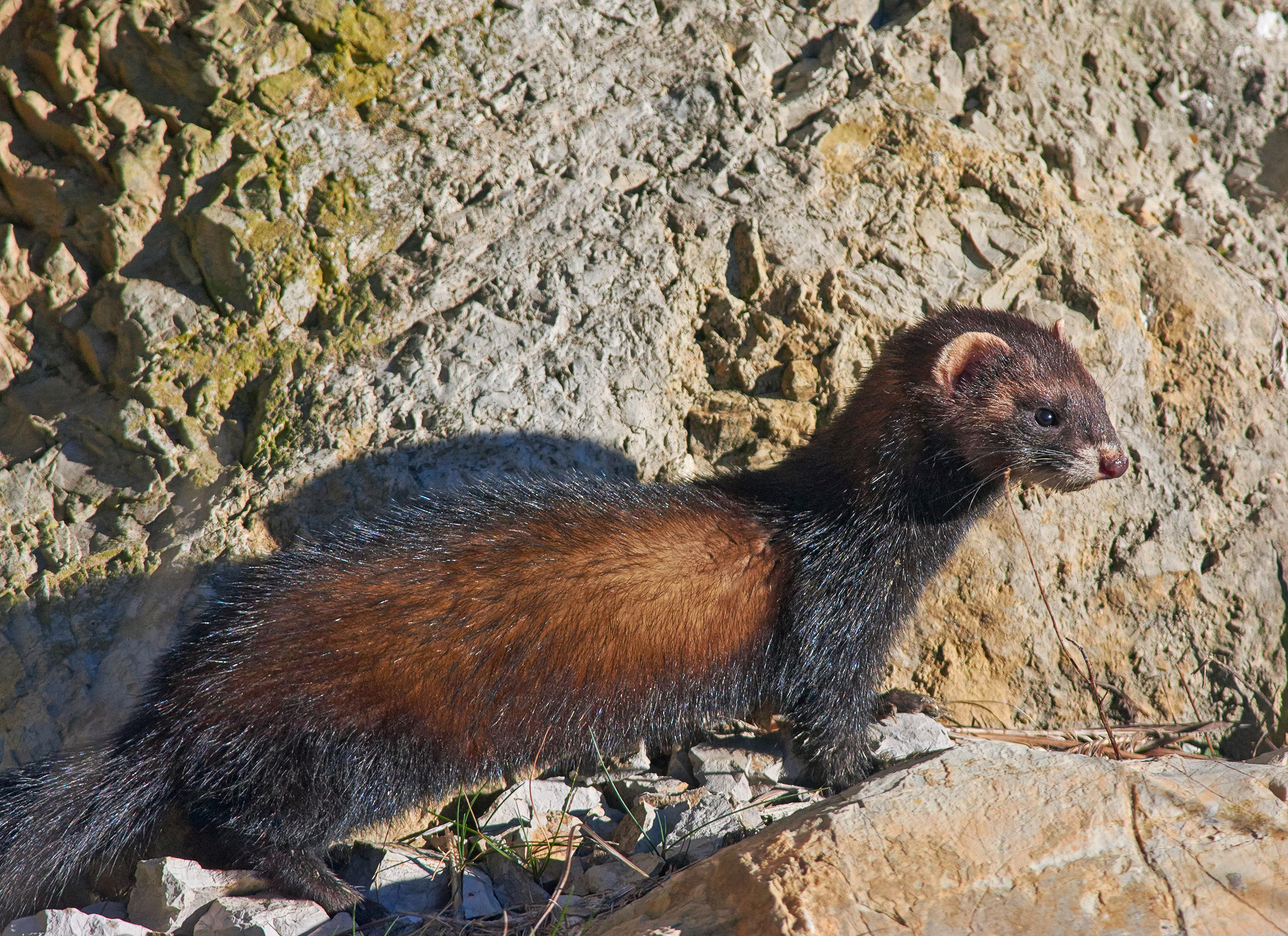 The European polecat