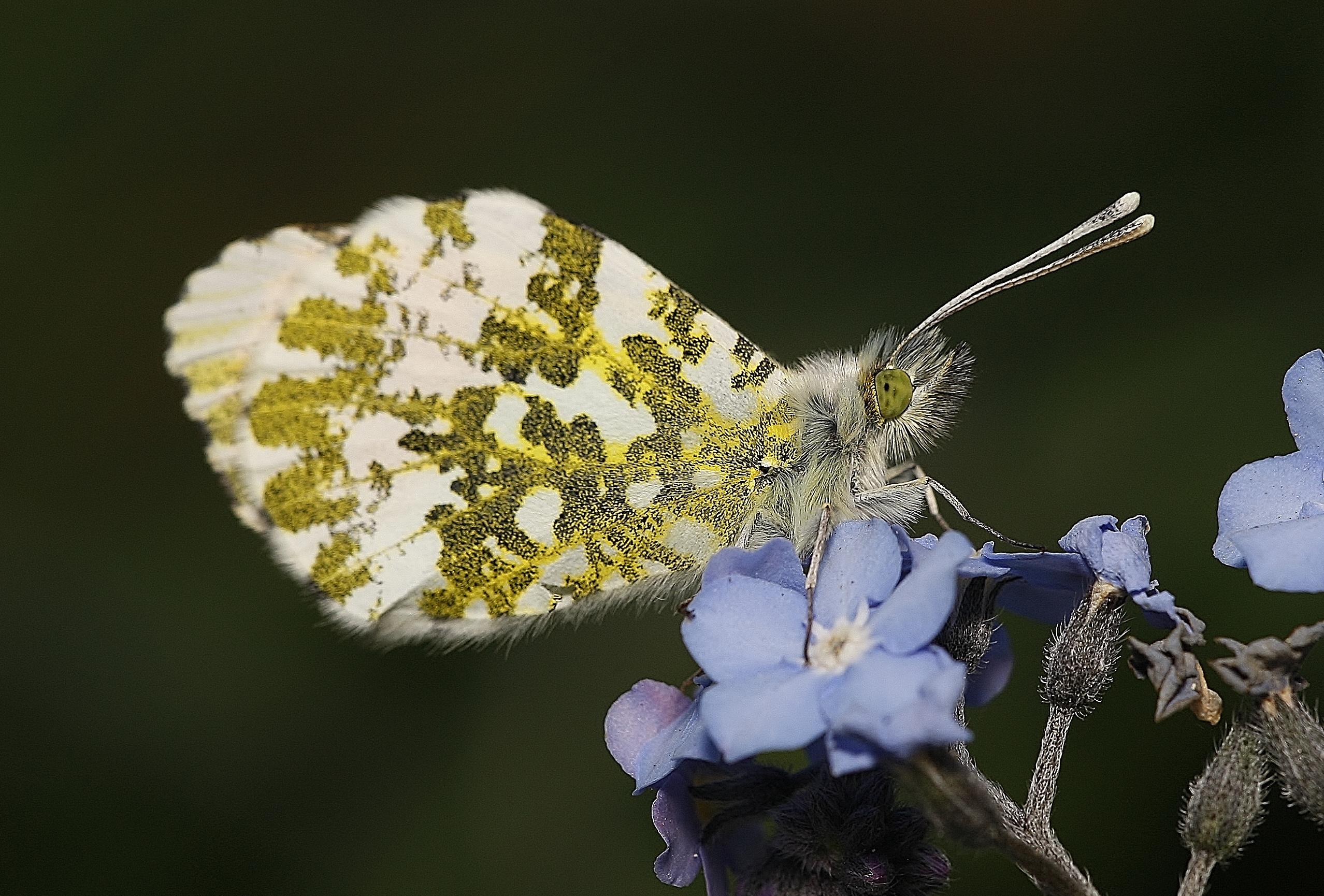 Anthocharis cardamines