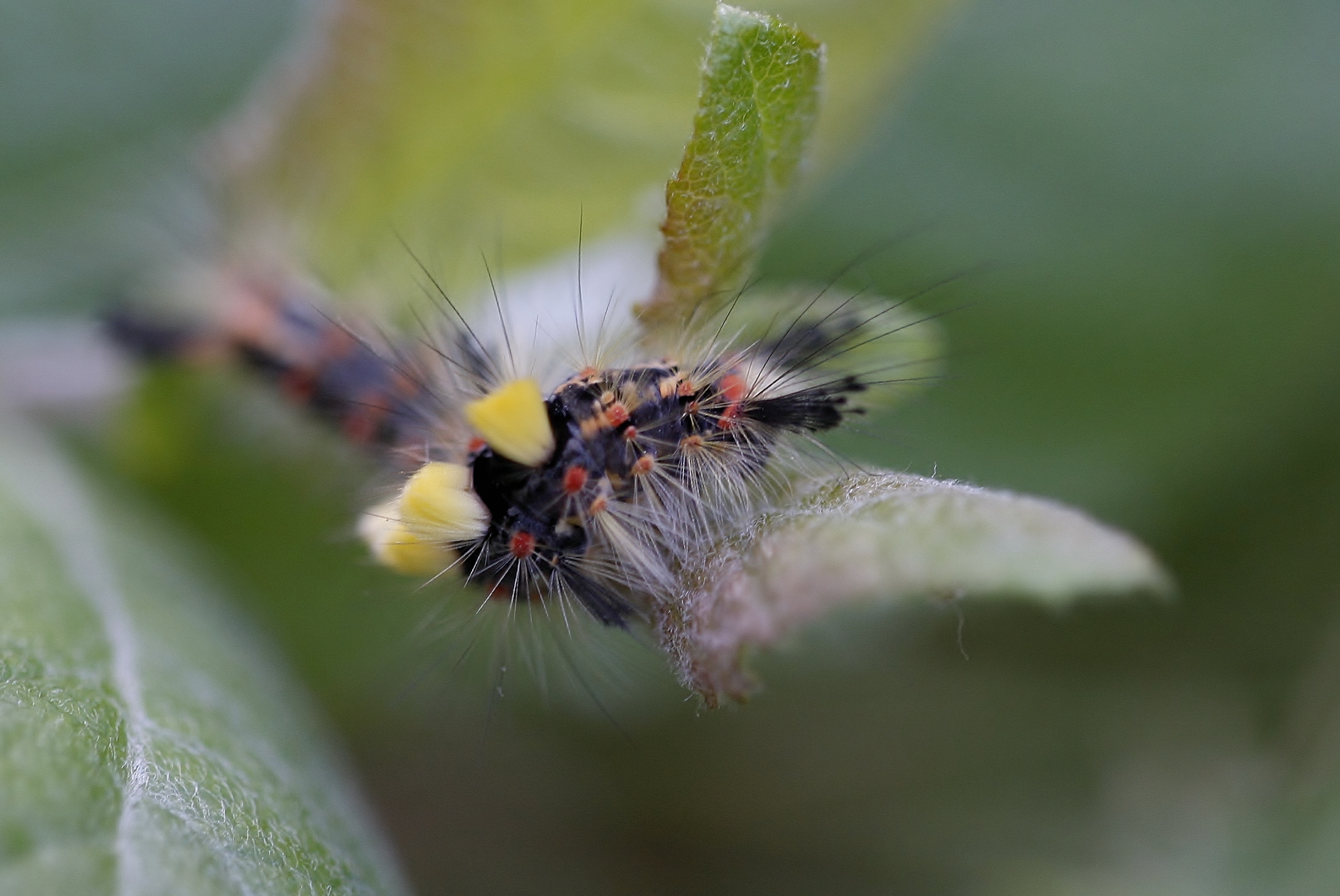 orgyia antiqua caterpillar