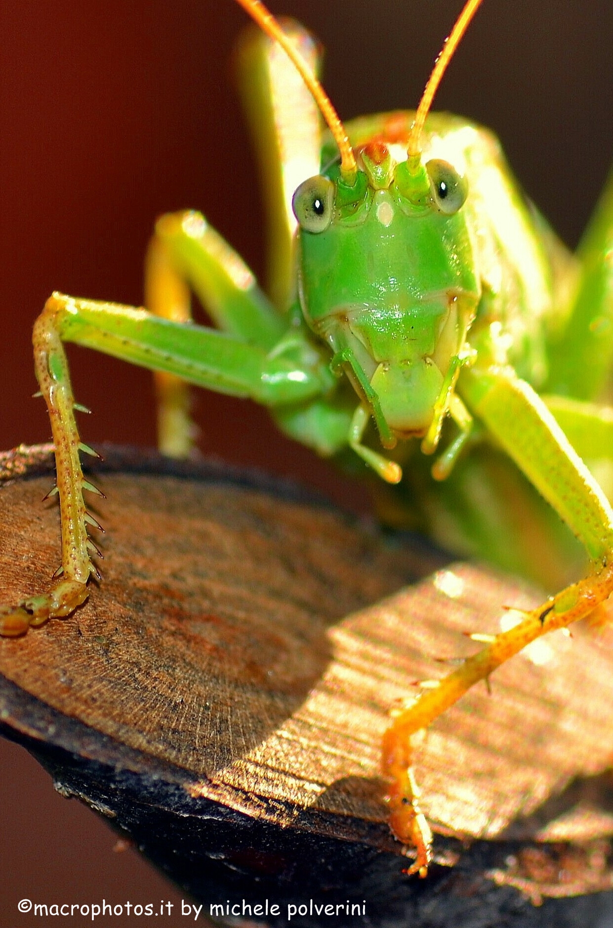 Tettigonia Verdissima