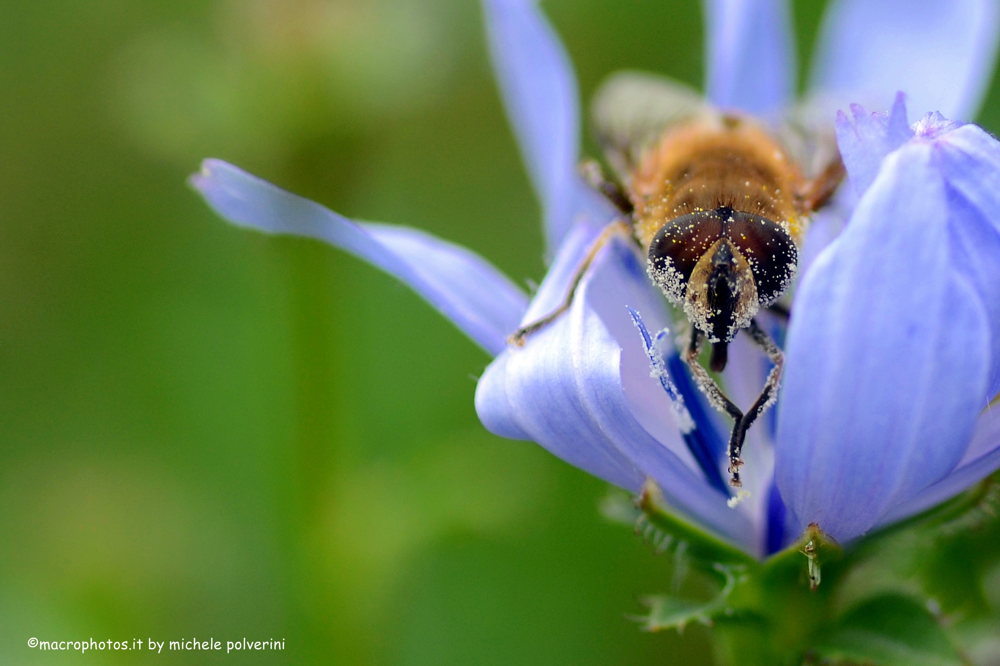 Sirfide - Eristalis Tenax