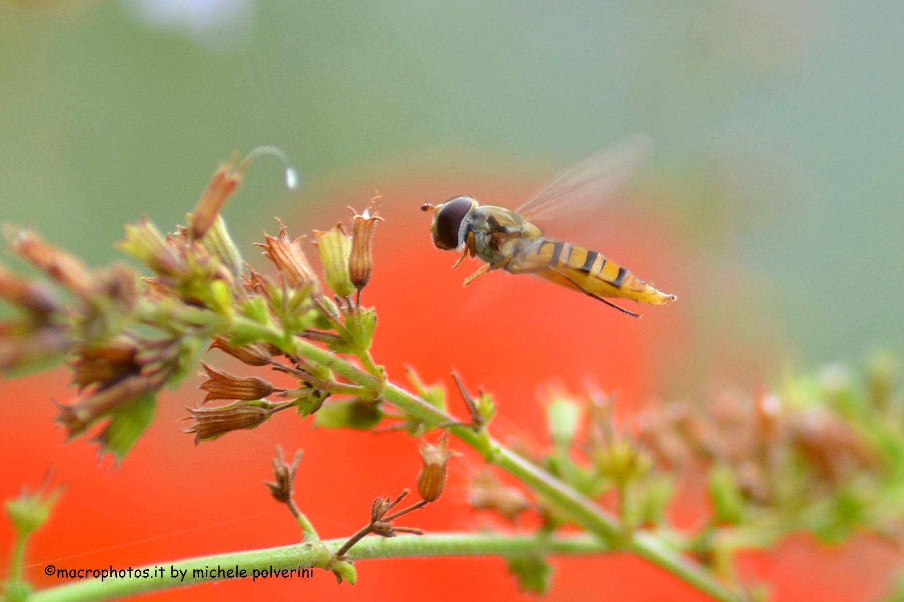 Sirfide - hoverfly
