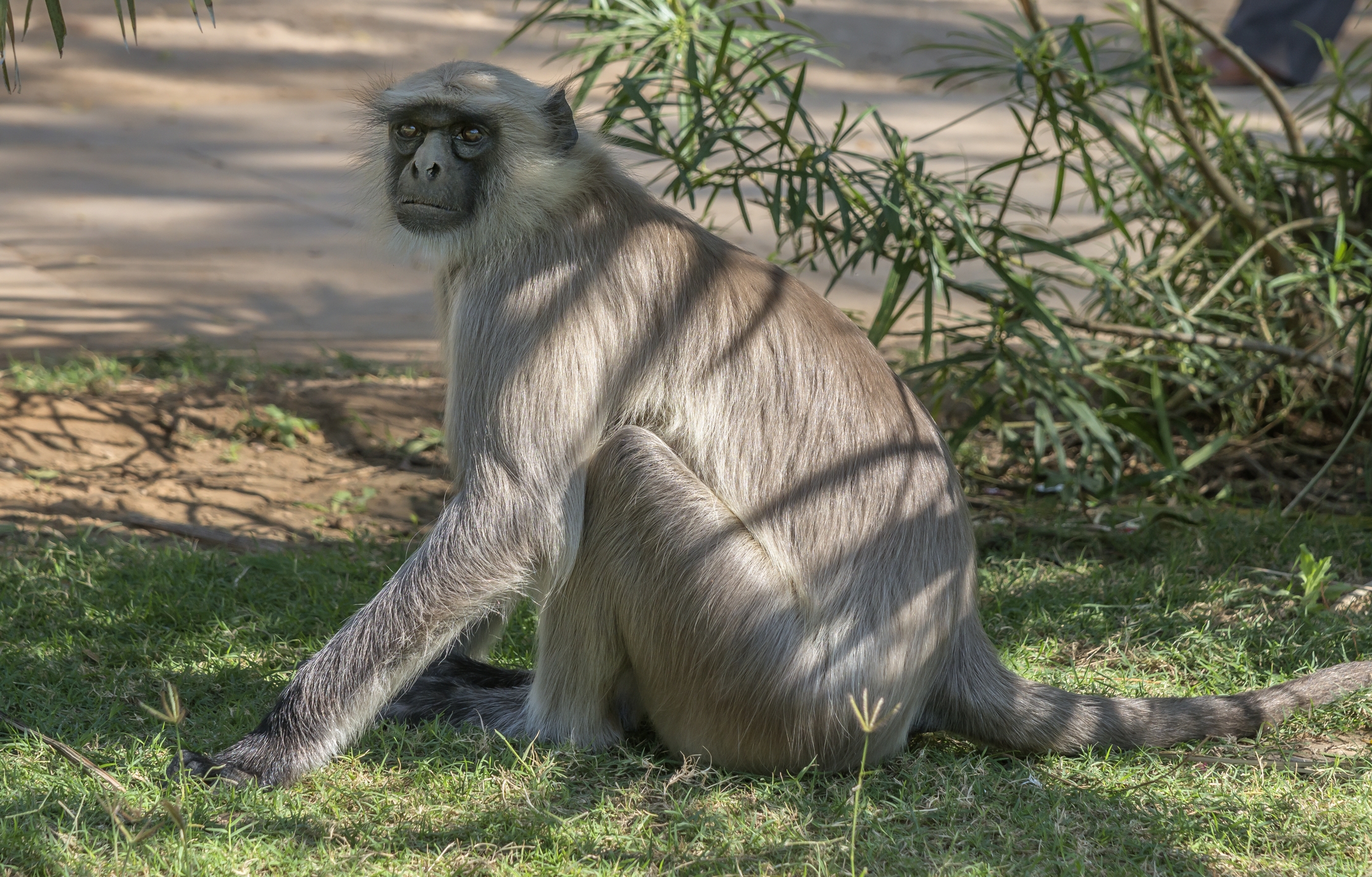 Gujarat 2015  - Langur sulle rovine di un tempio