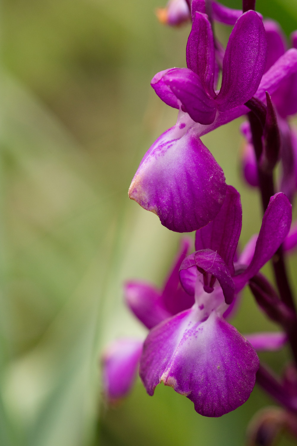 Orchis laxiflora