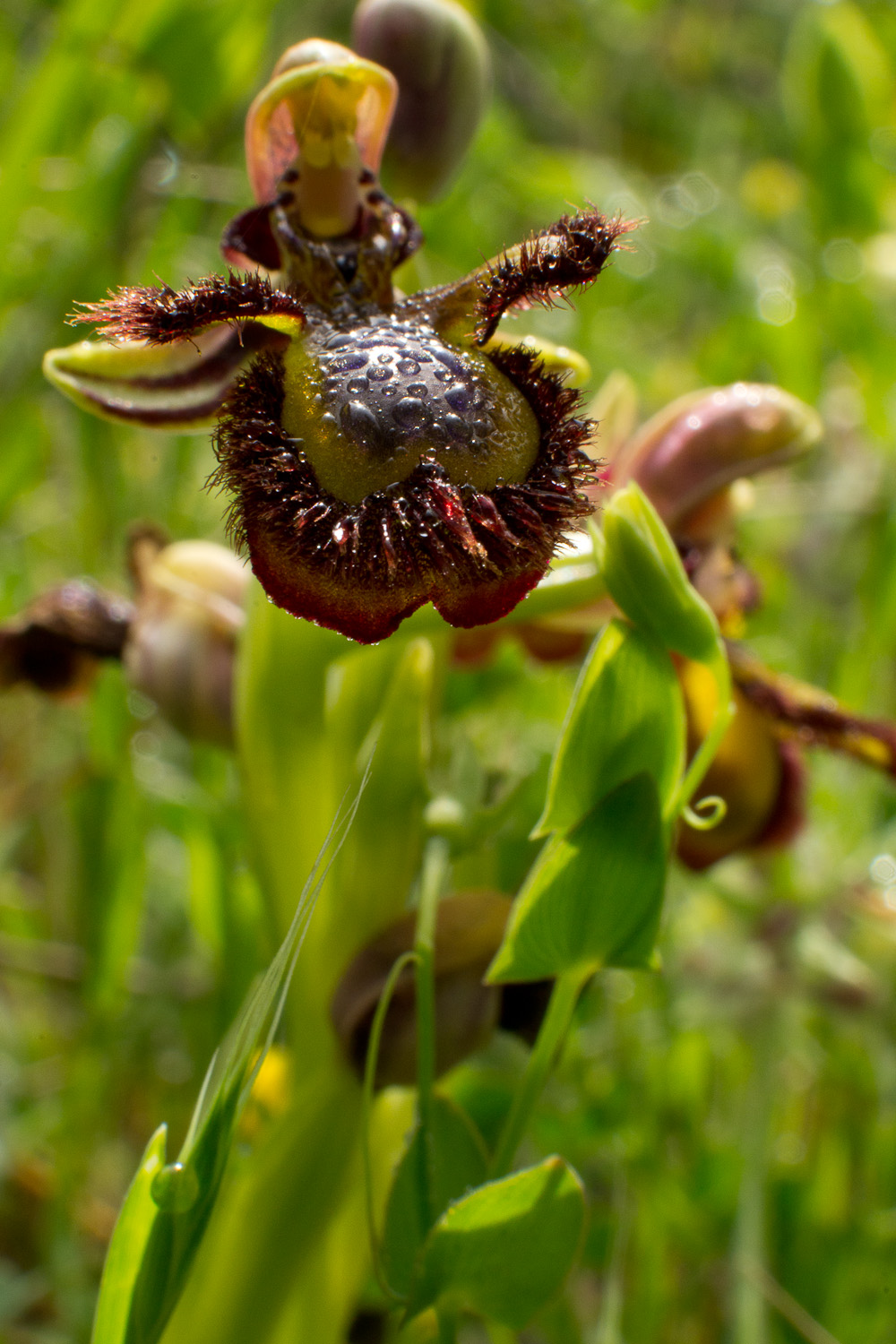 Ophrys speculum