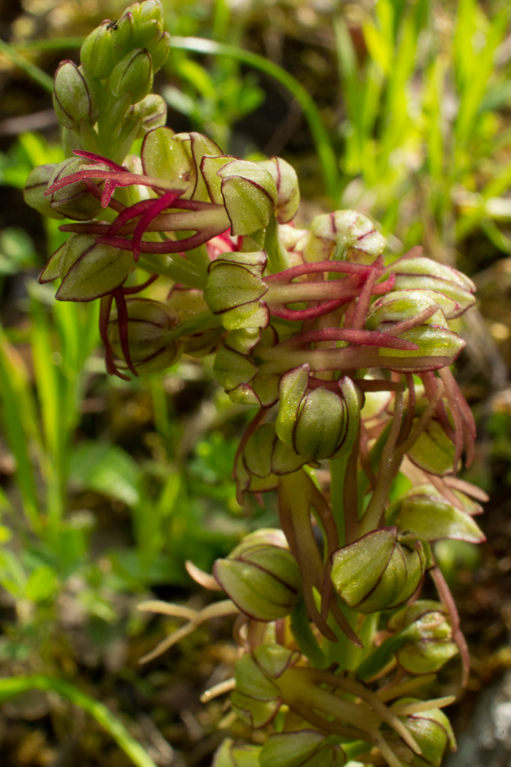 Orchis anthropophora