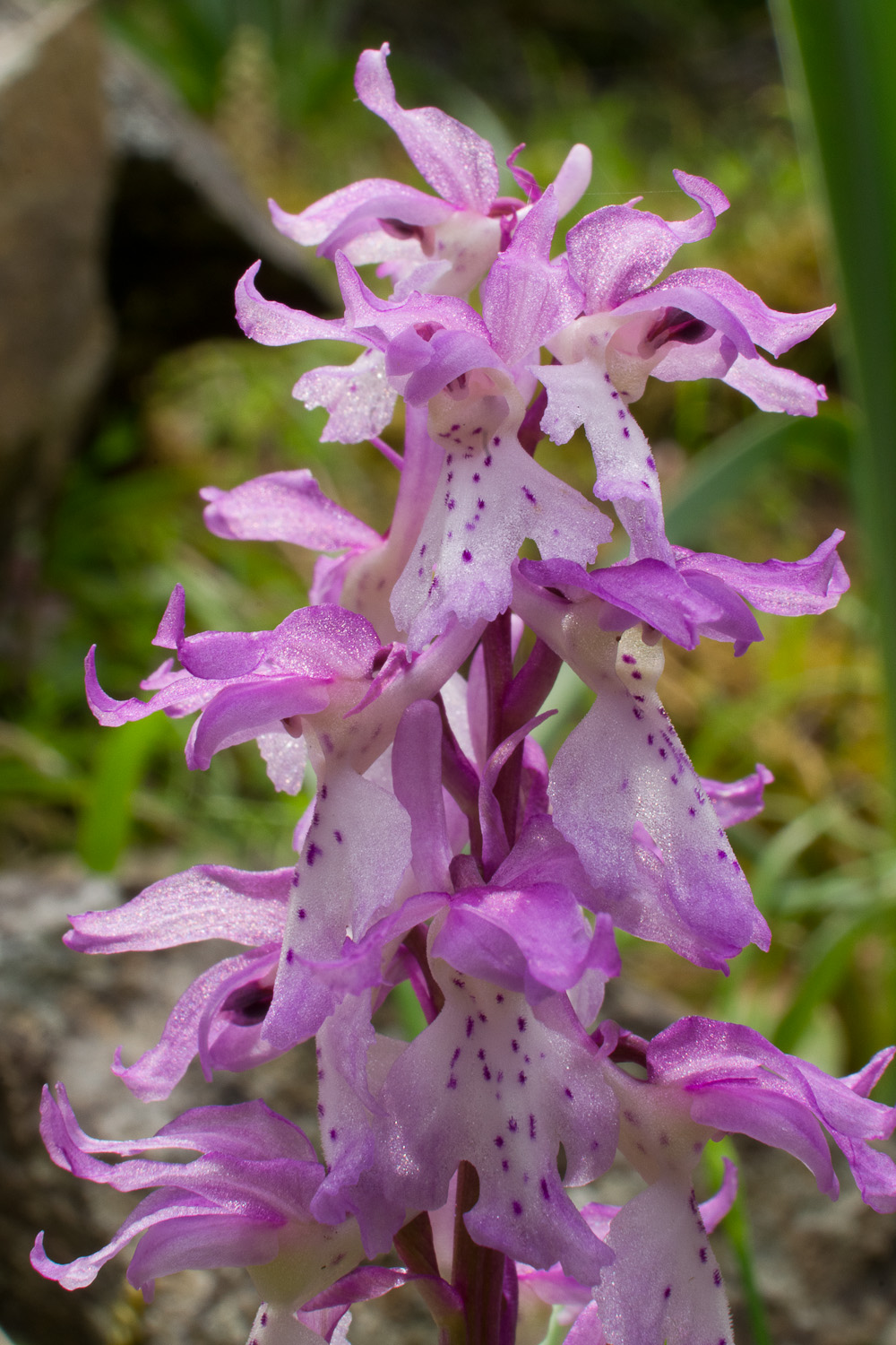 Orchis jchnusae