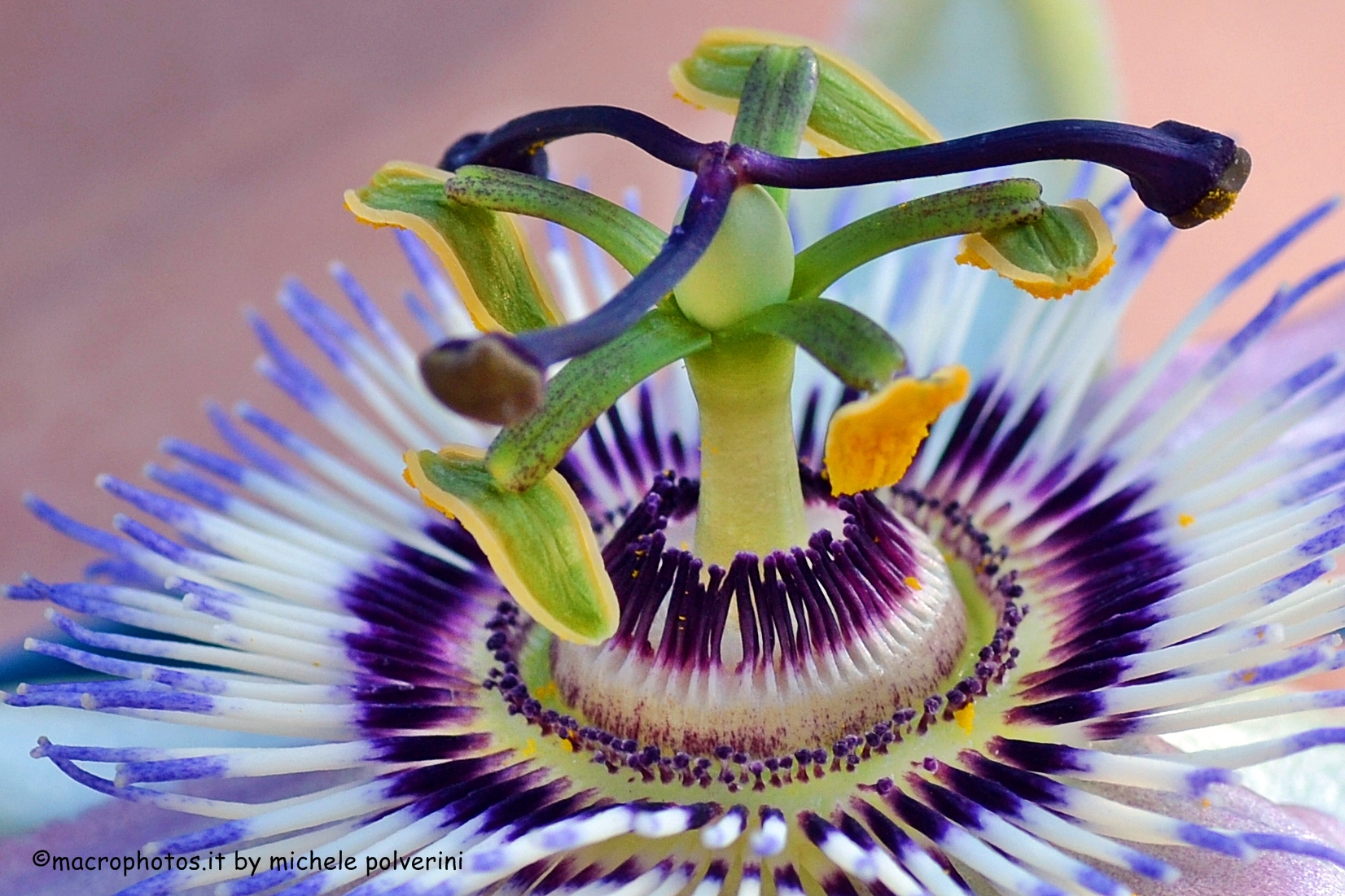 Passiflora caerulea