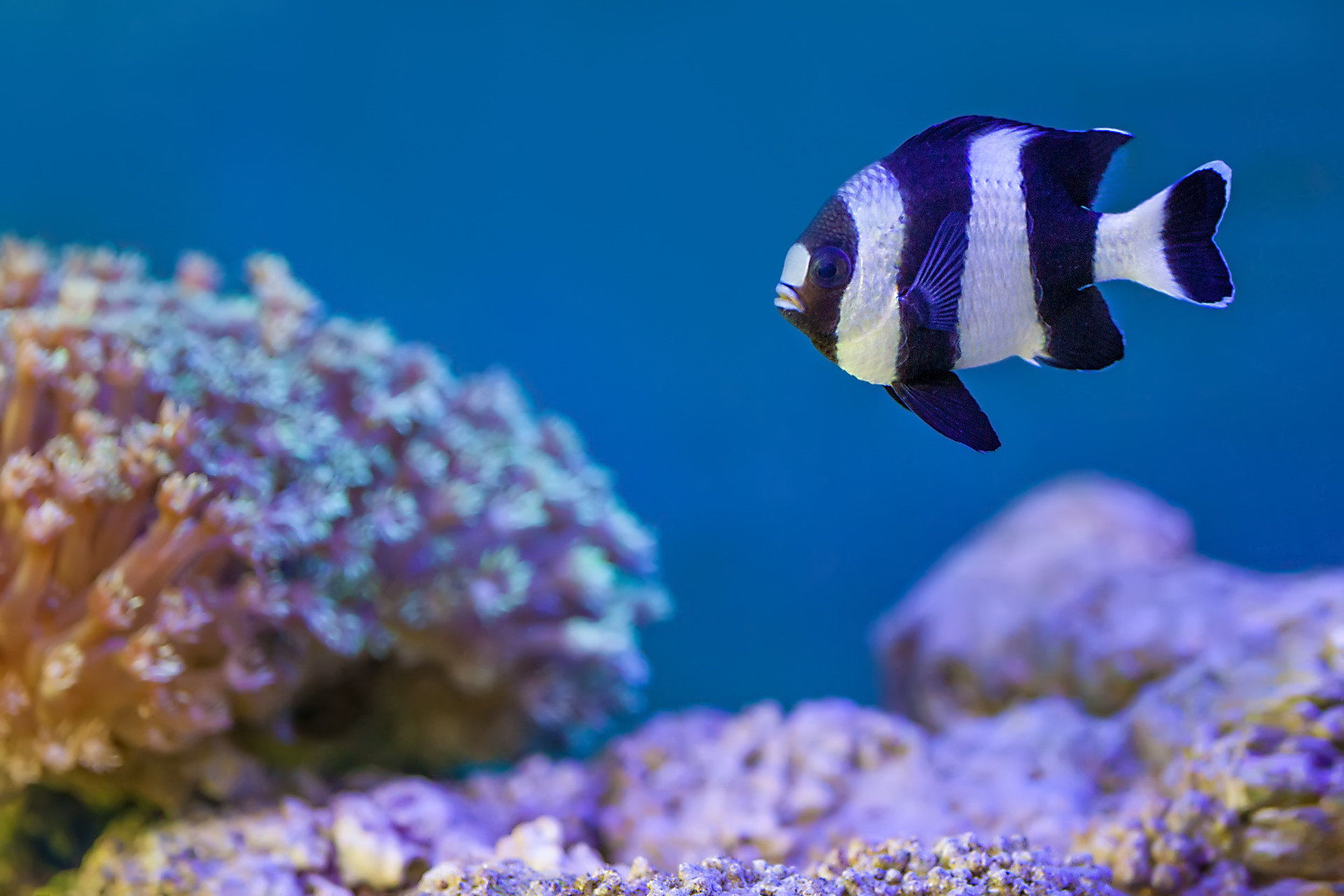 Four Stripe Damselfish