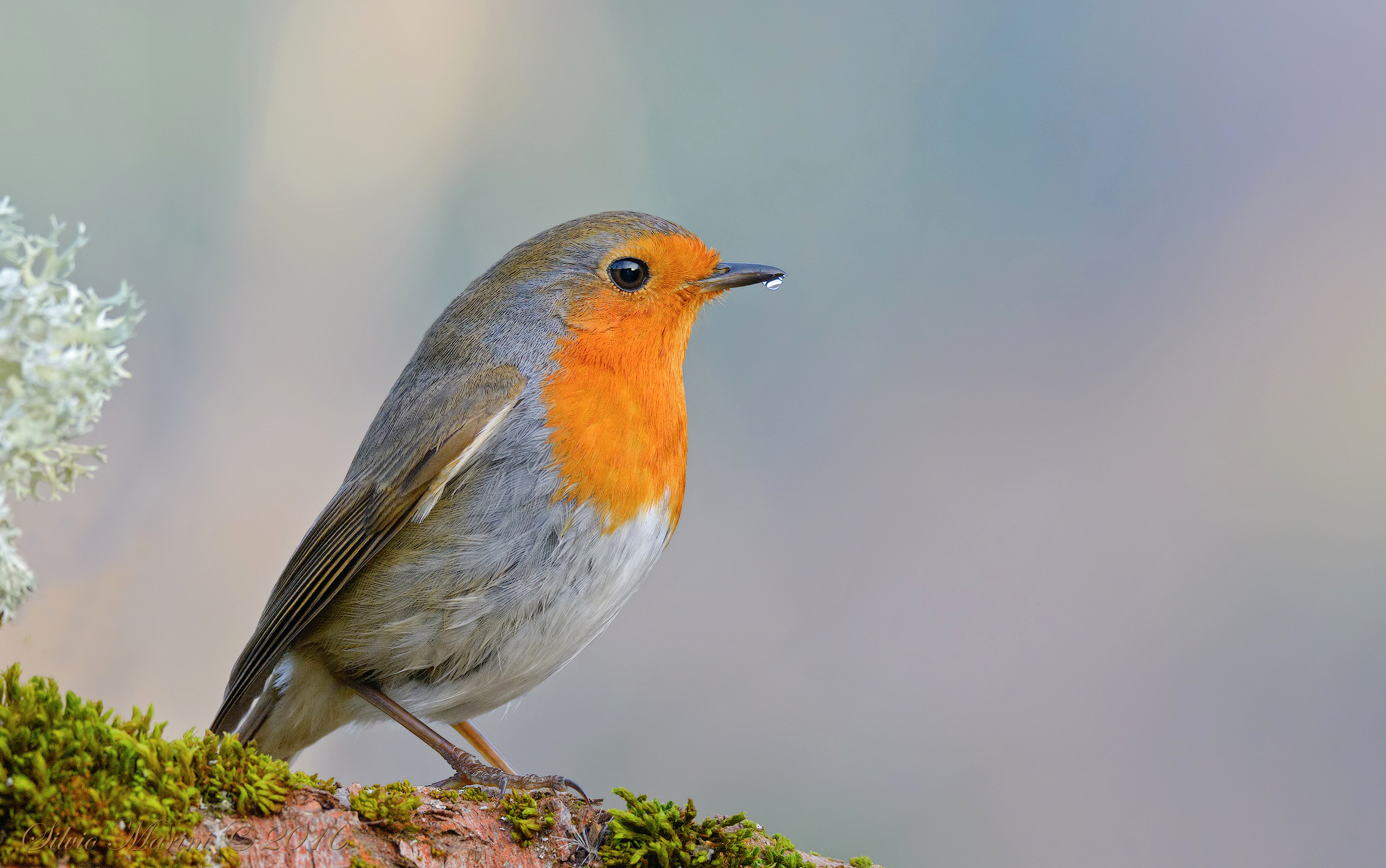 The robin and the drop