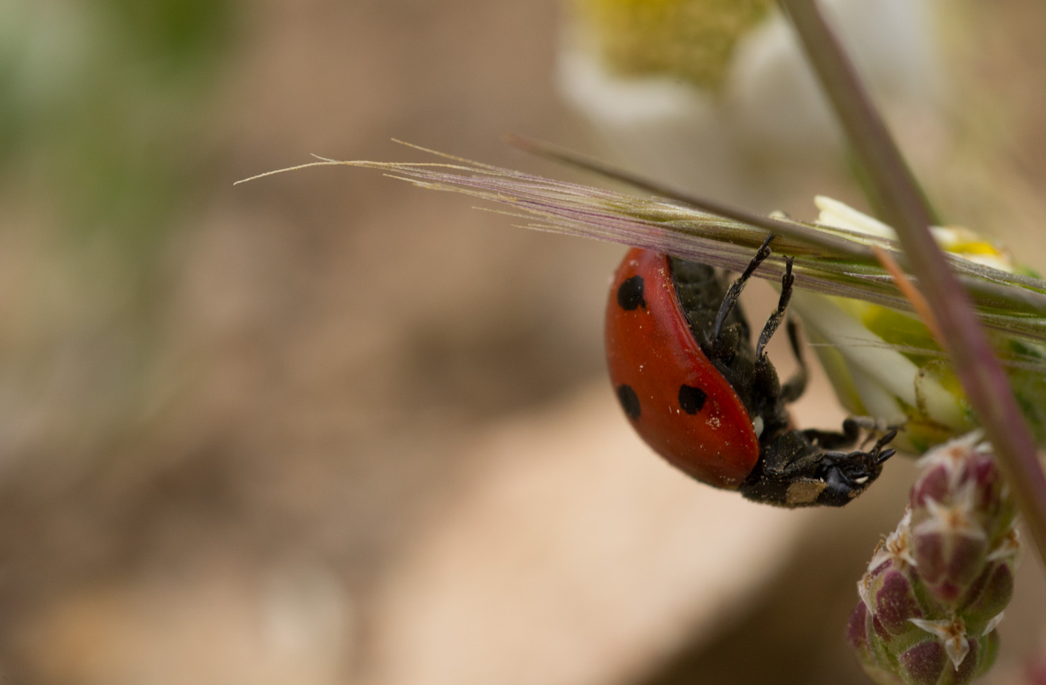 Coccinella septempunctata