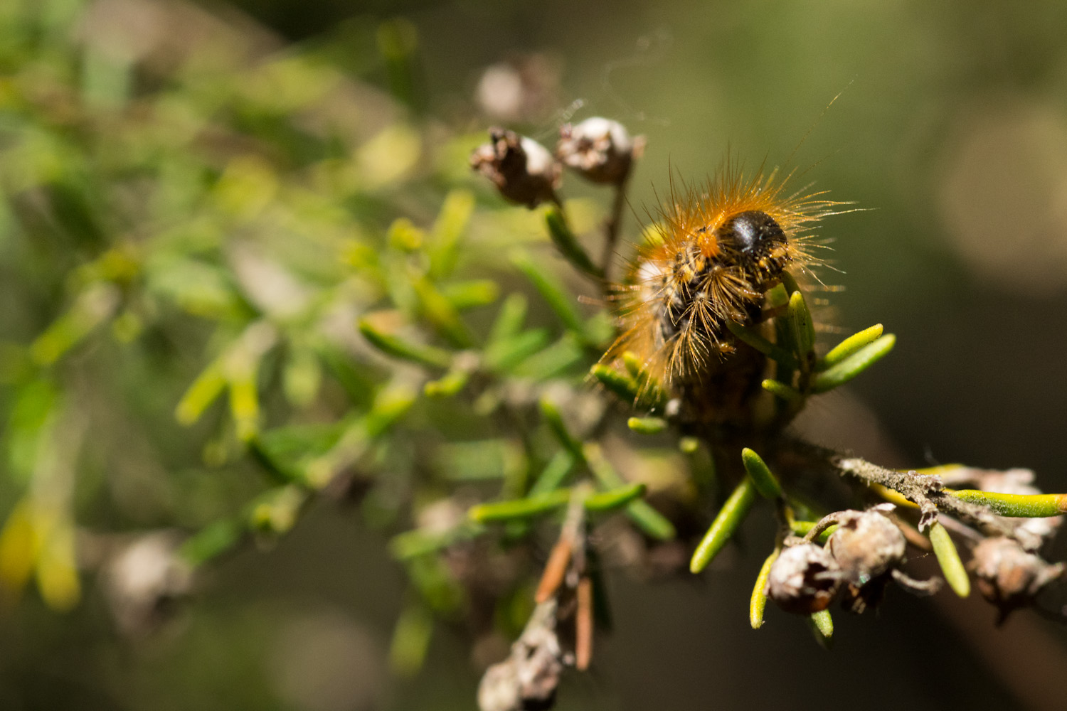 Euproctis chrysorrhoea