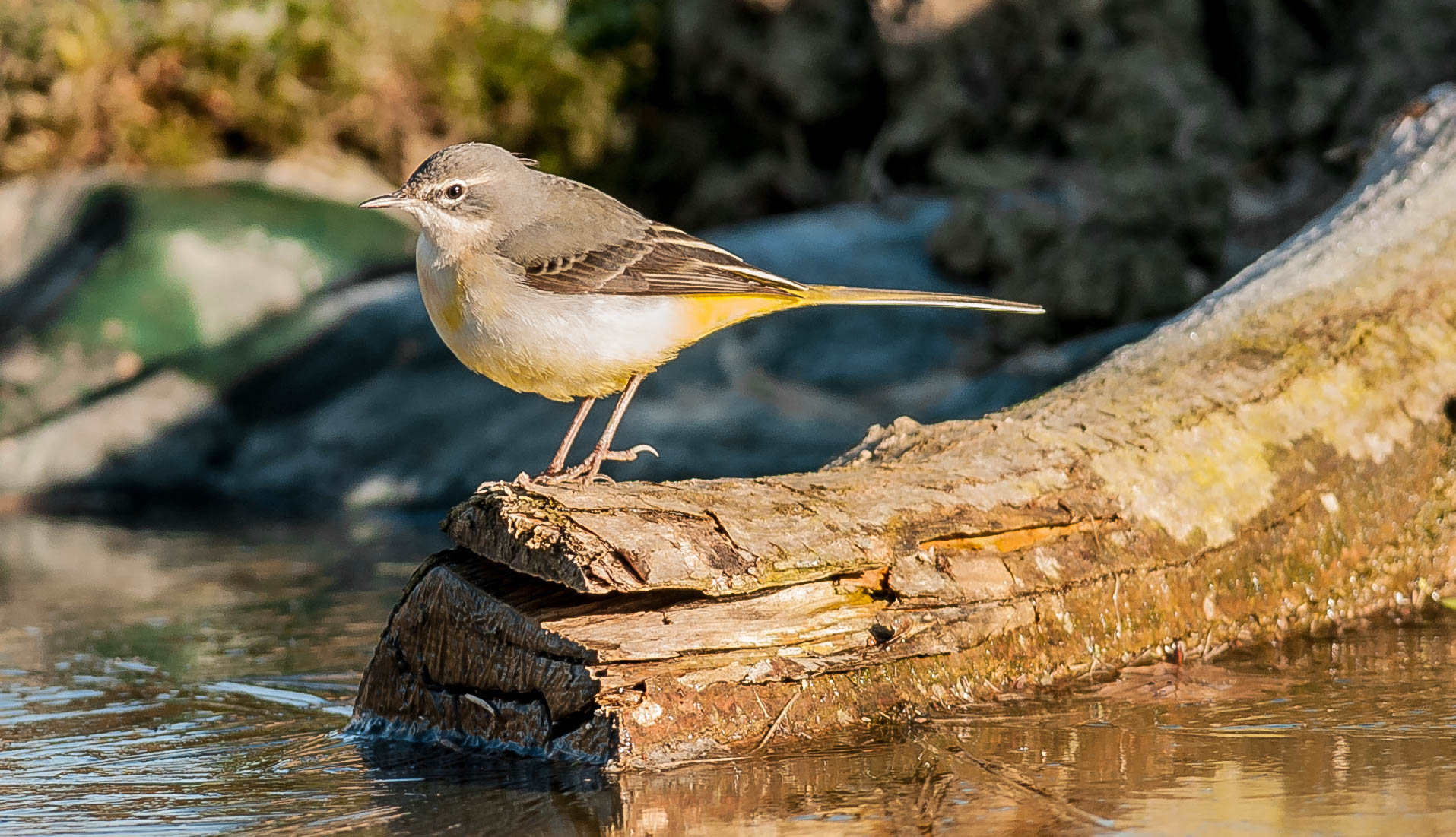 scudanzèna zala (ballerina gialla)