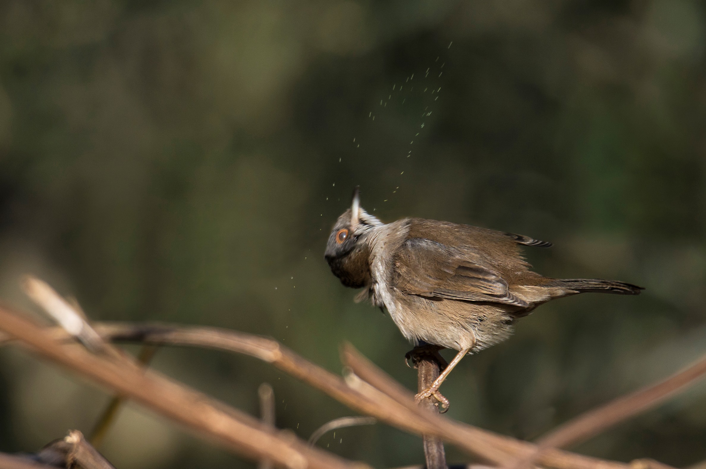 Warbler stiff neck .....